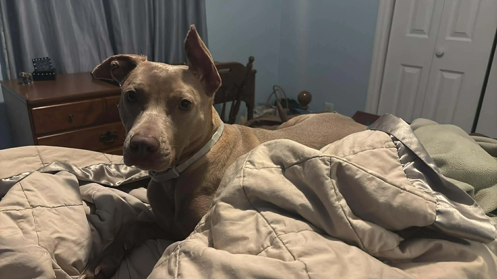 notorious-dog-rescue-hazel-11.jpg