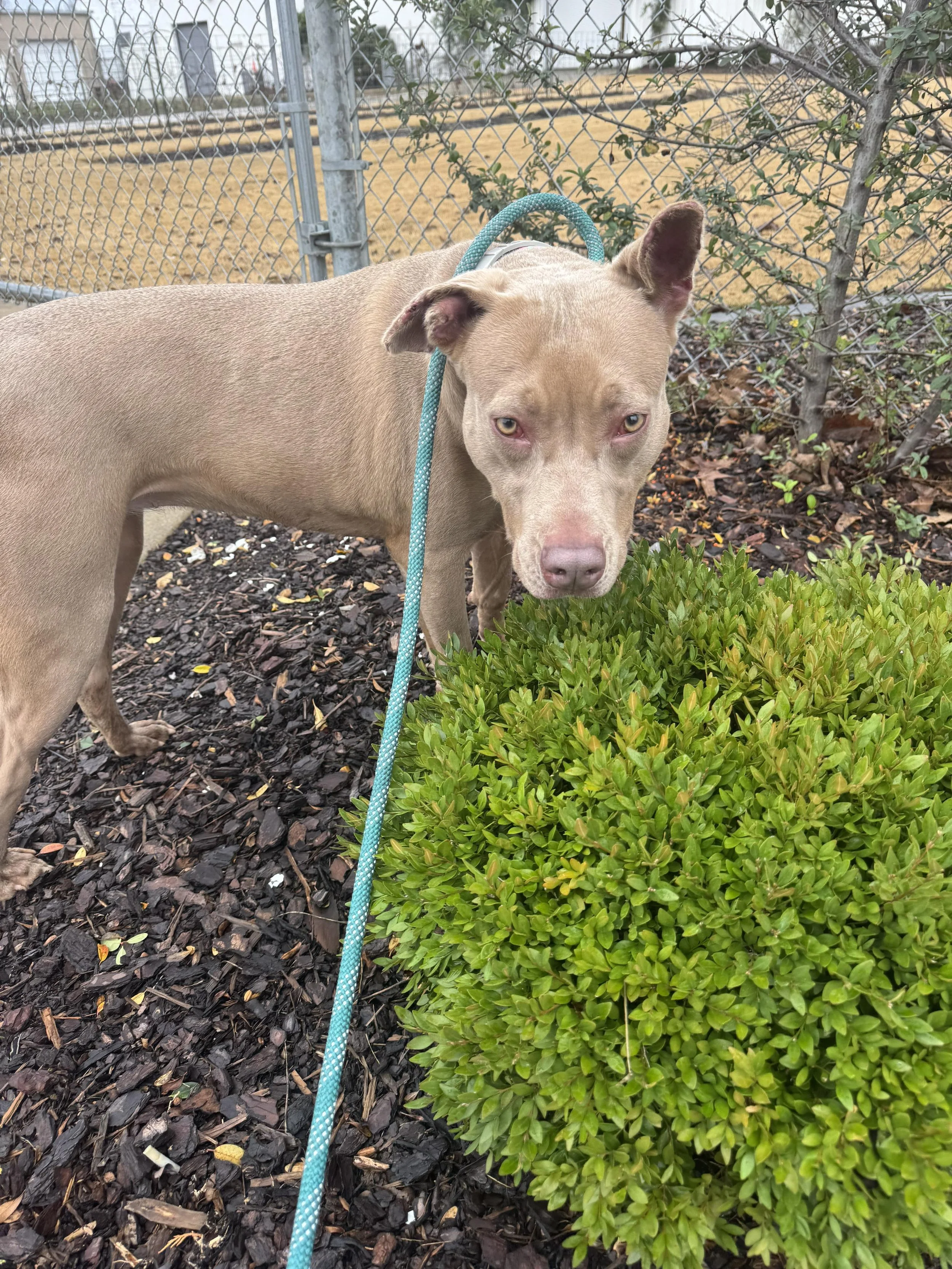 notorious-dog-rescue-hazel-10.jpg