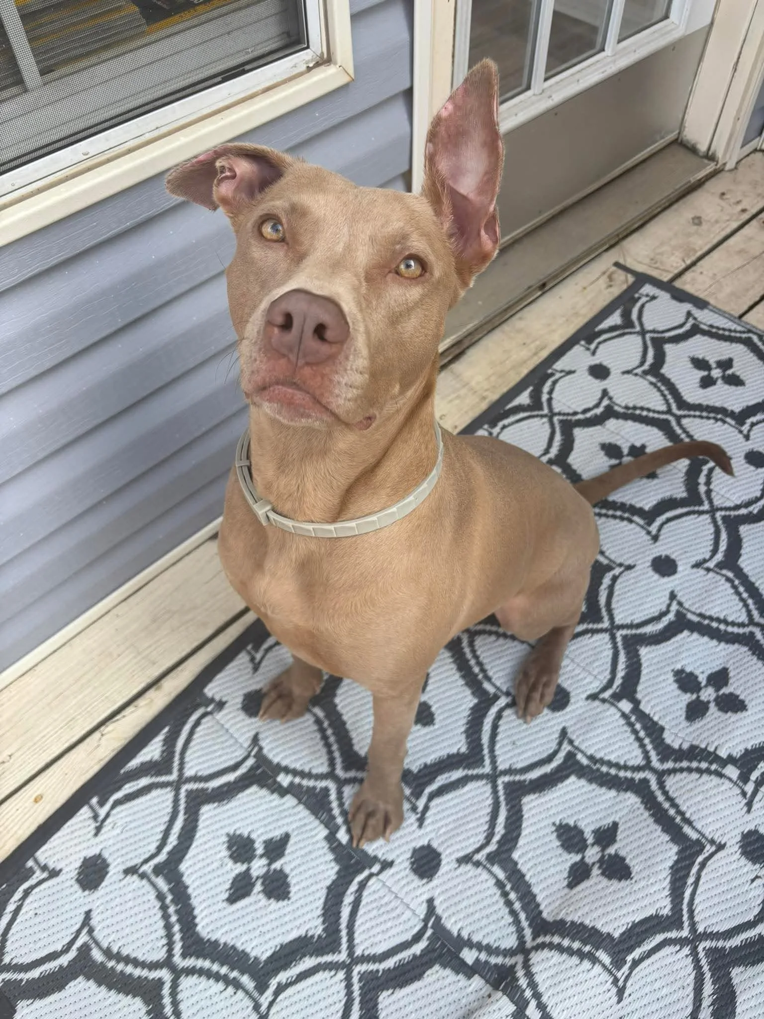 notorious-dog-rescue-hazel-13.jpg