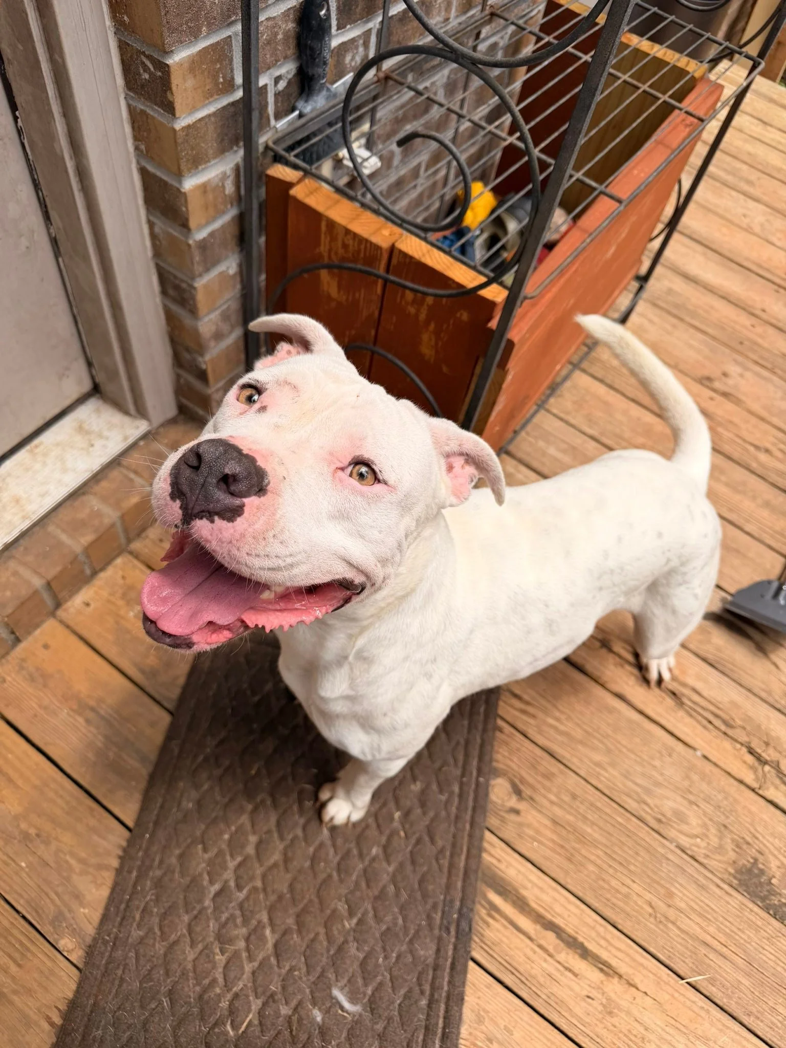 notorious-dog-rescue-marilyn-06.jpg