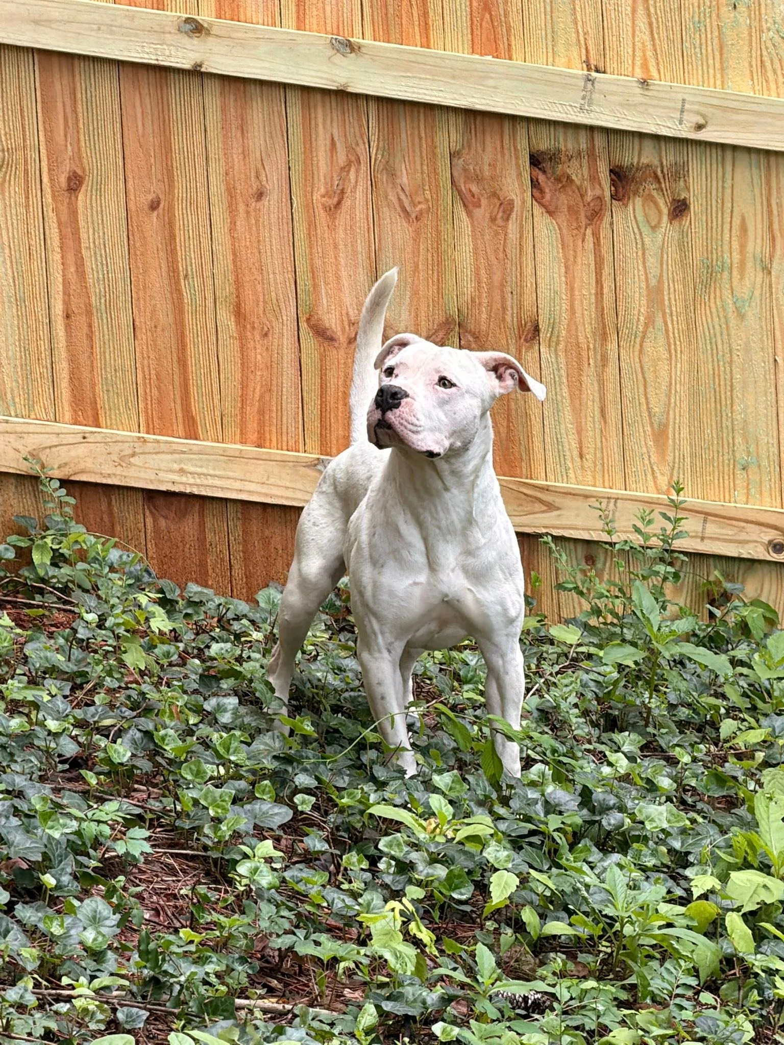 notorious-dog-rescue-marilyn-08.jpg