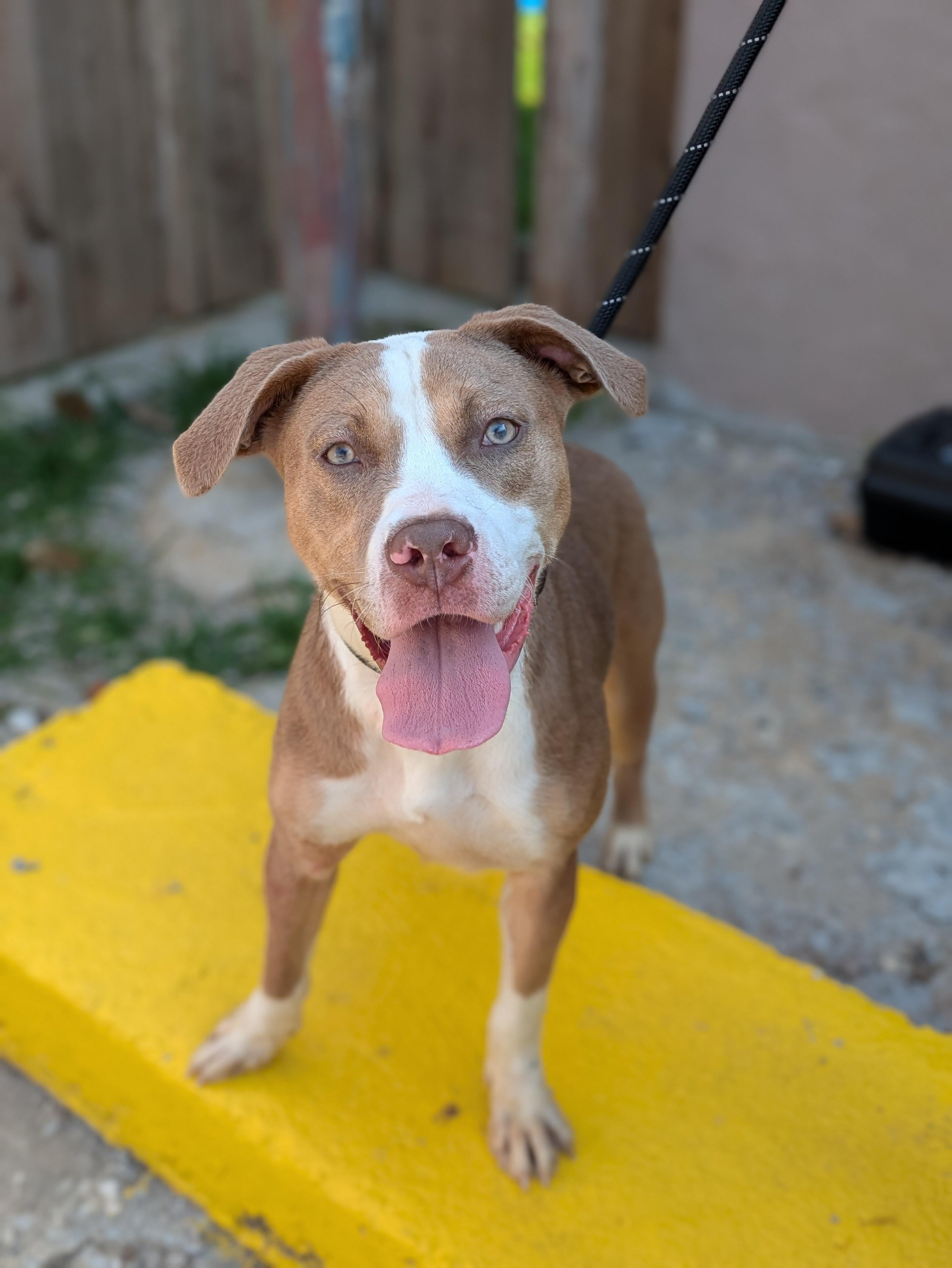 notorious-dog-rescue-azalea-01.jpg