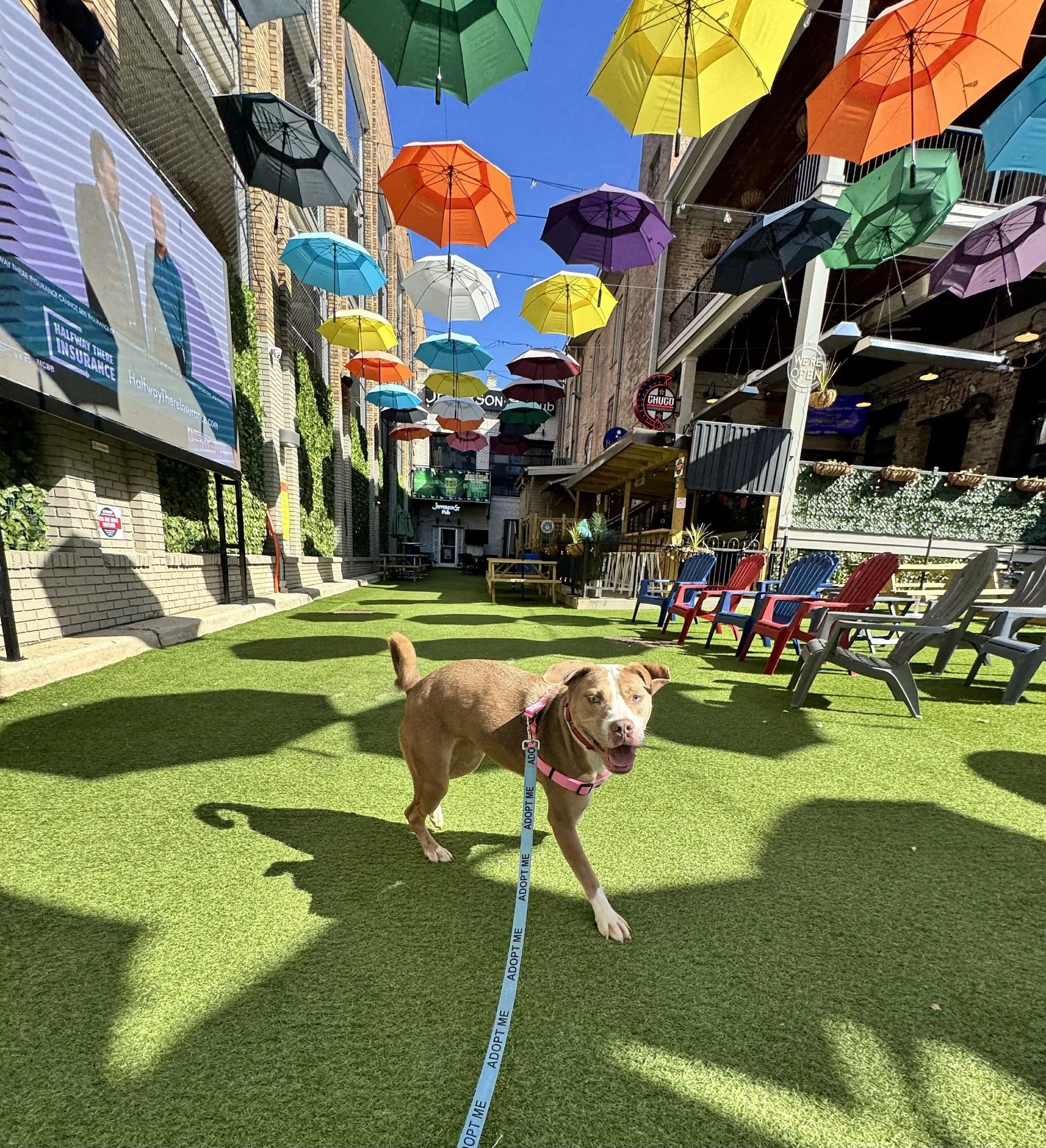 notorious-dog-rescue-azalea-02.jpg