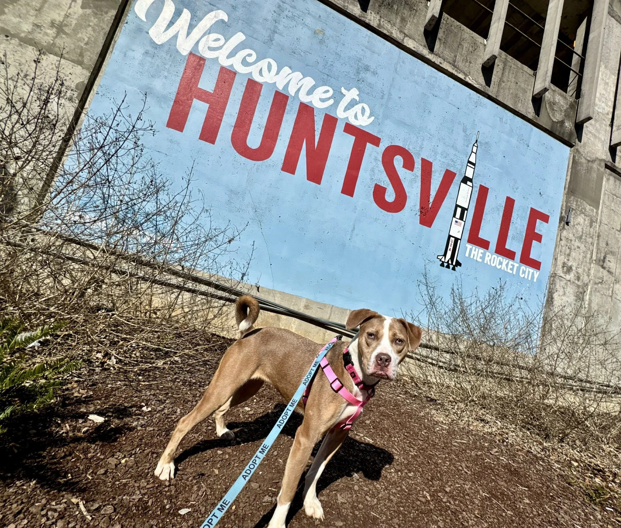 notorious-dog-rescue-azalea-03.jpg