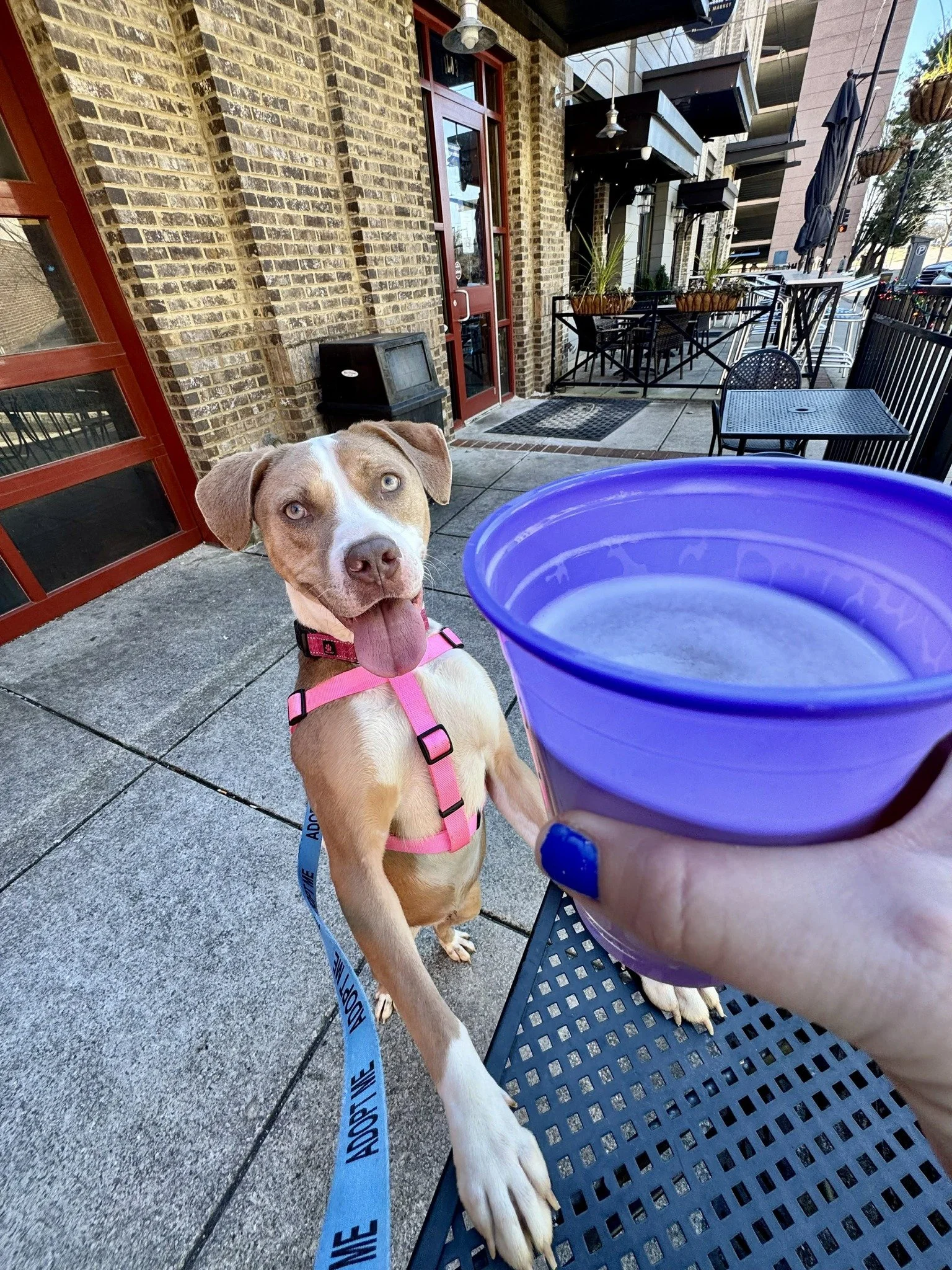 notorious-dog-rescue-azalea-04.jpg
