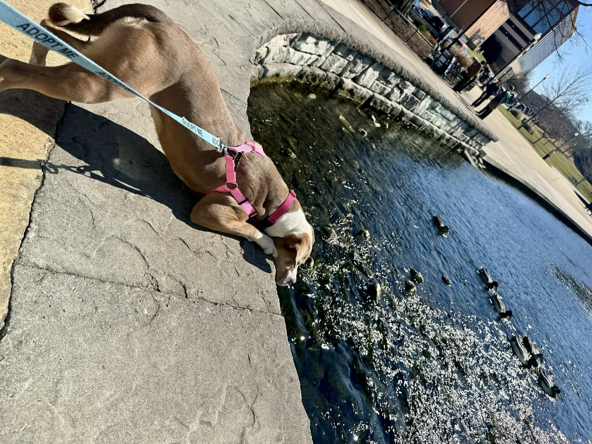 notorious-dog-rescue-azalea-06.jpg