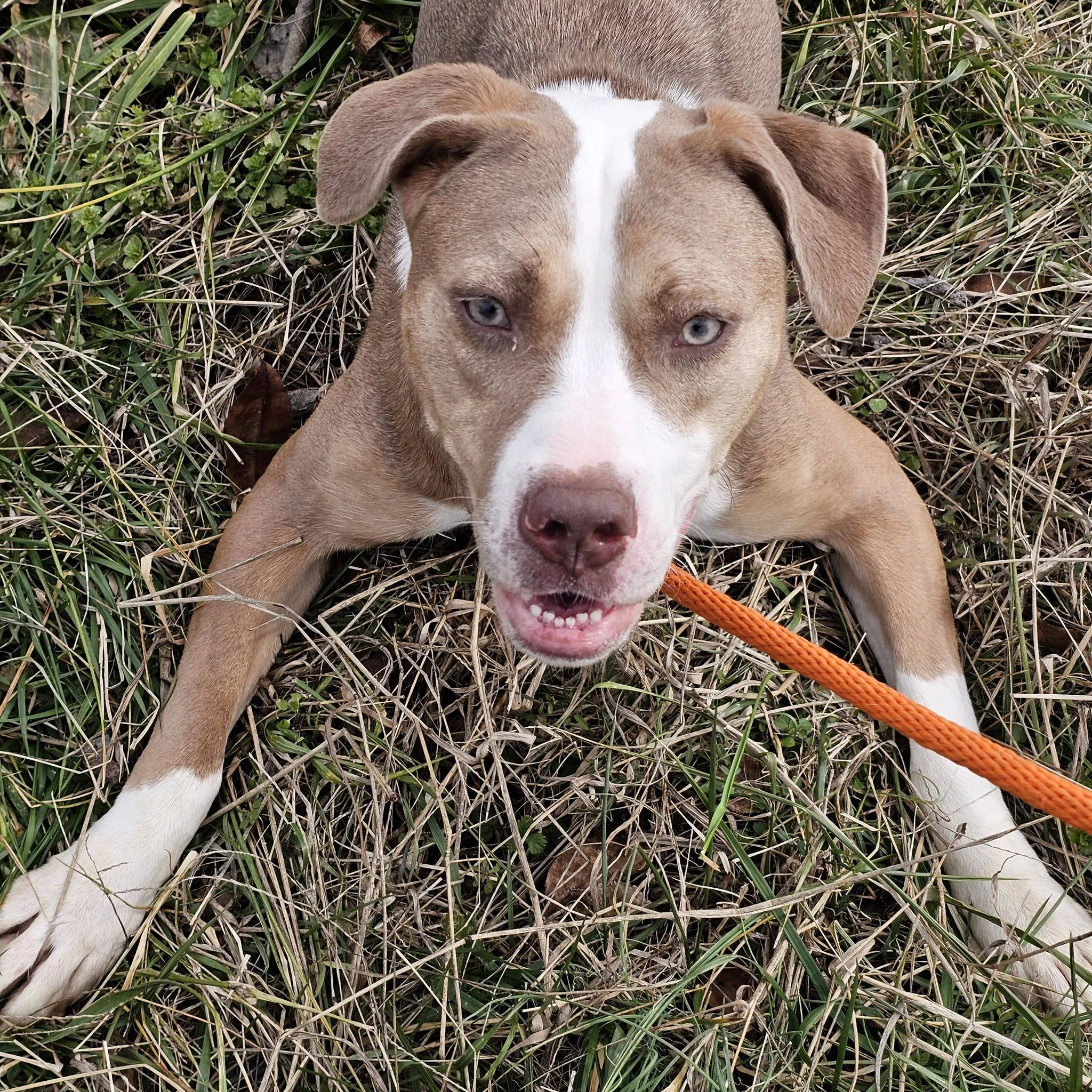 notorious-dog-rescue-azalea-07.jpg