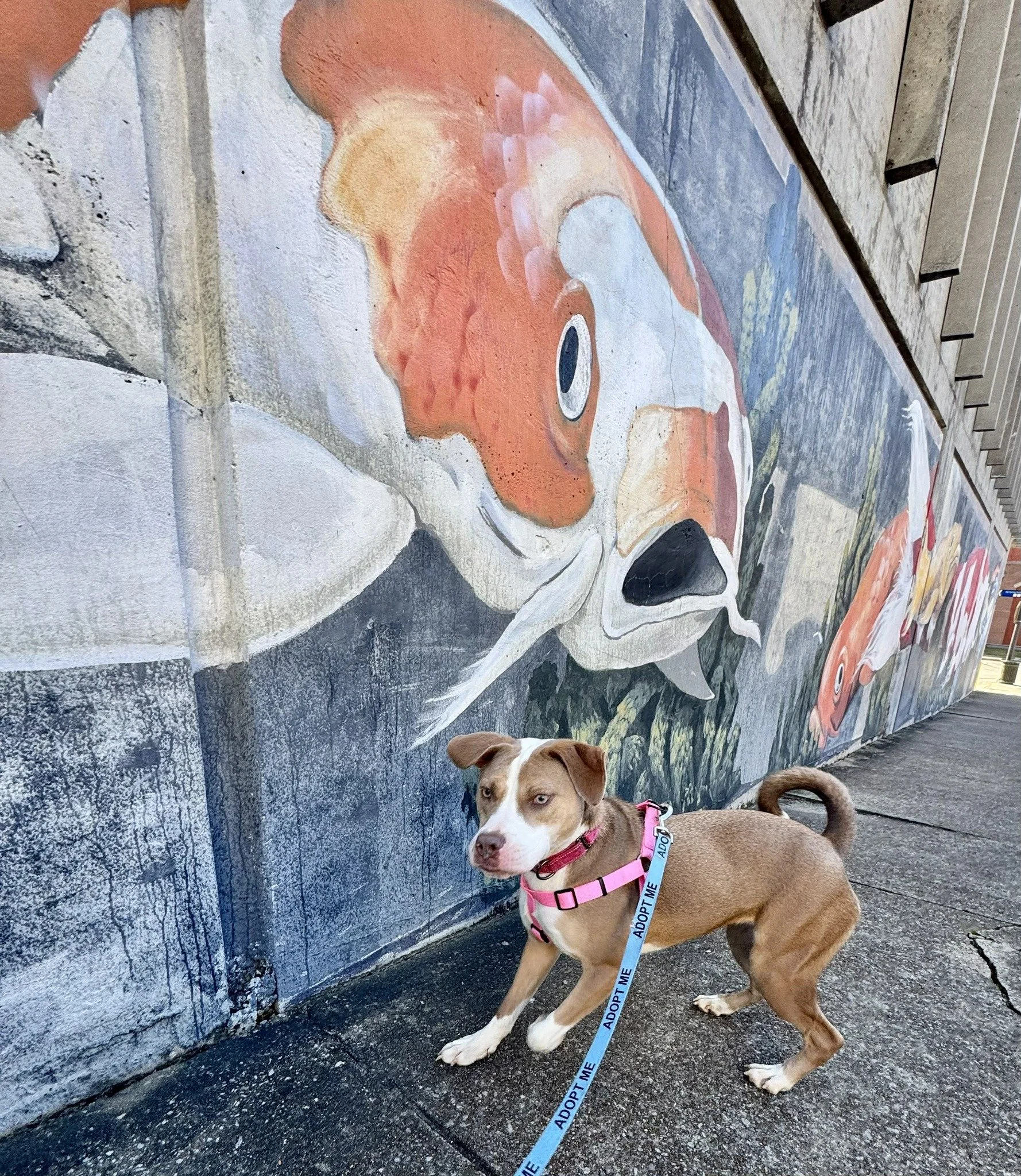 notorious-dog-rescue-azalea-08.jpg