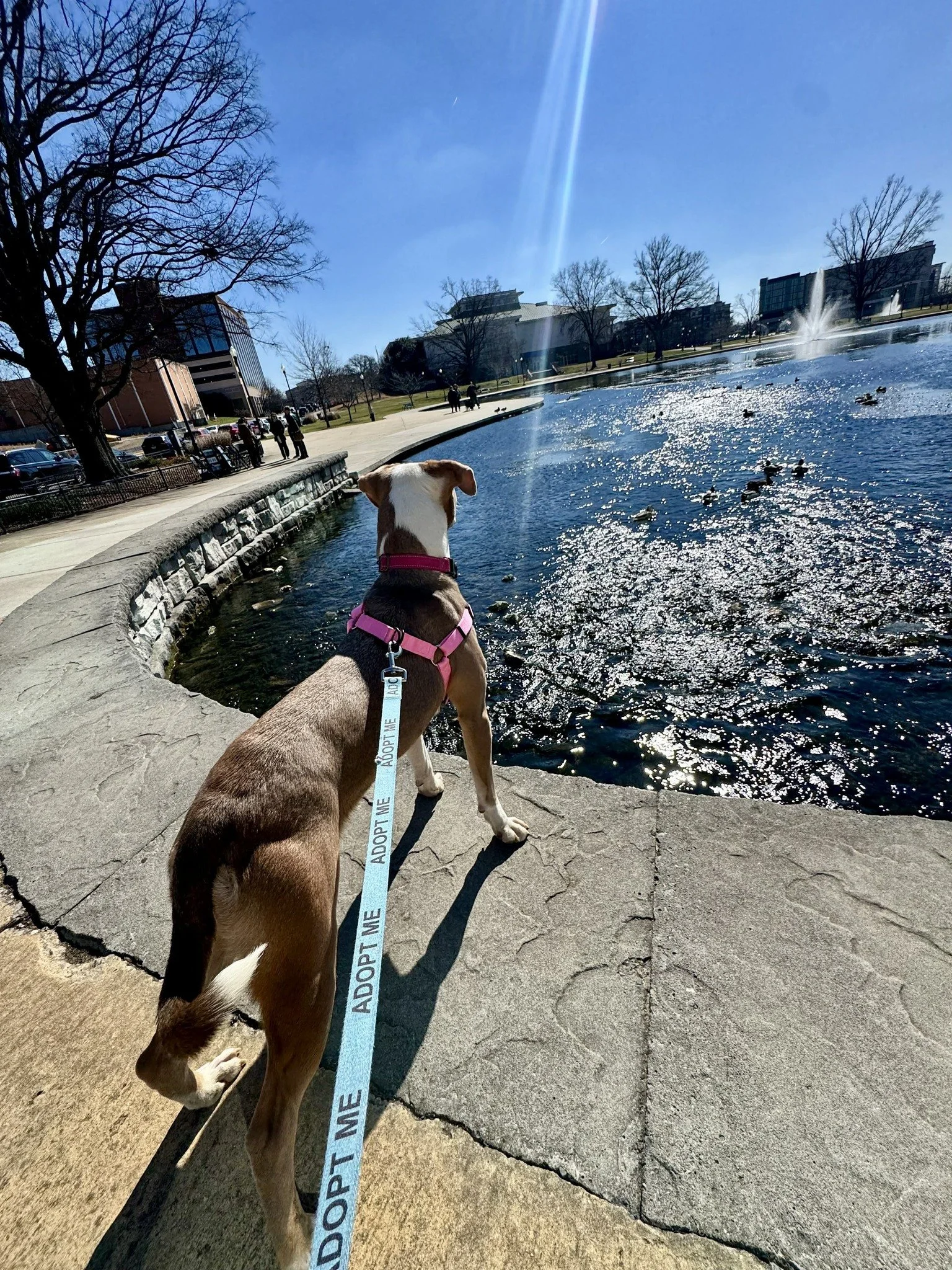 notorious-dog-rescue-azalea-09.jpg