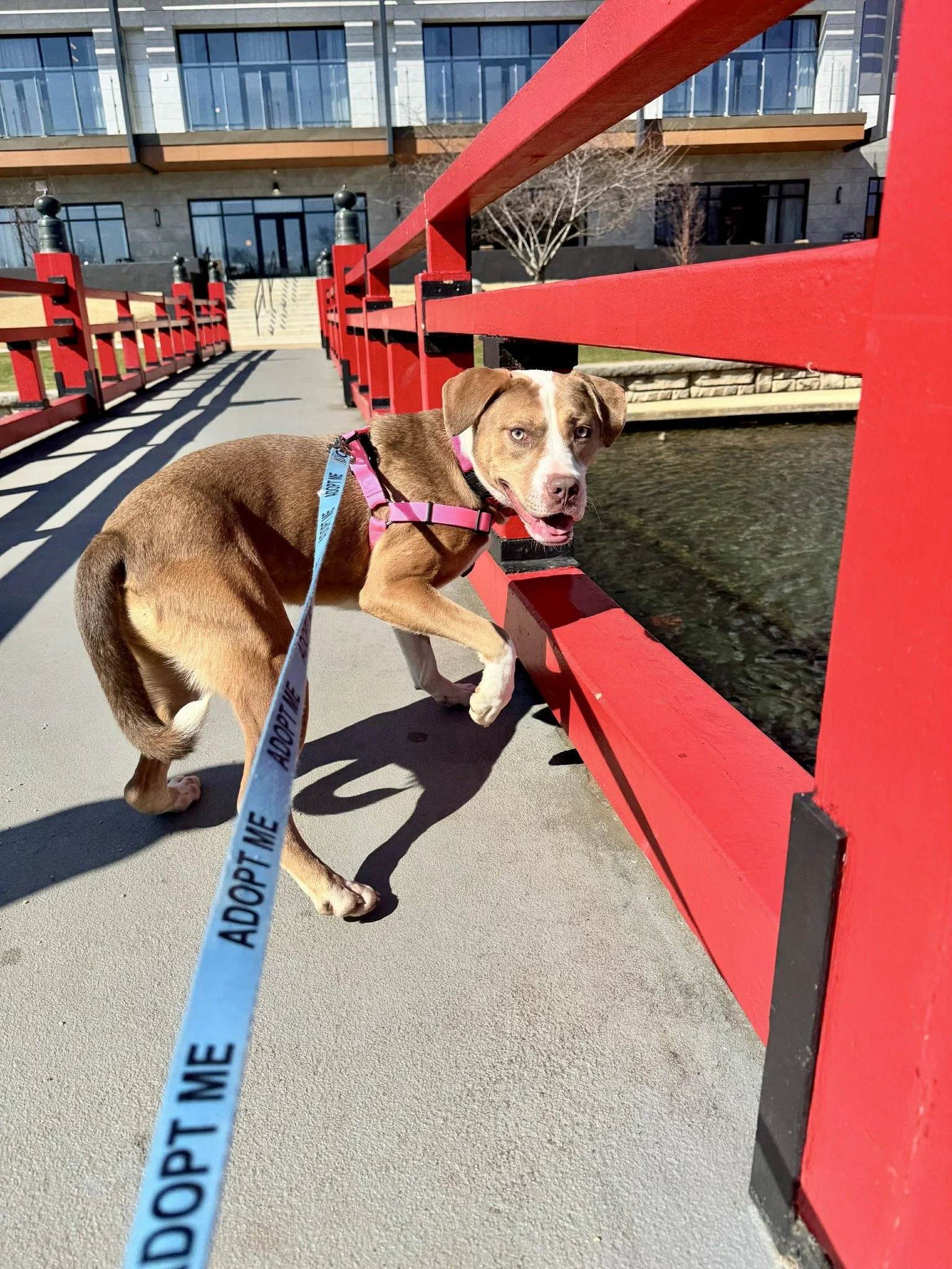 notorious-dog-rescue-azalea-10.jpg