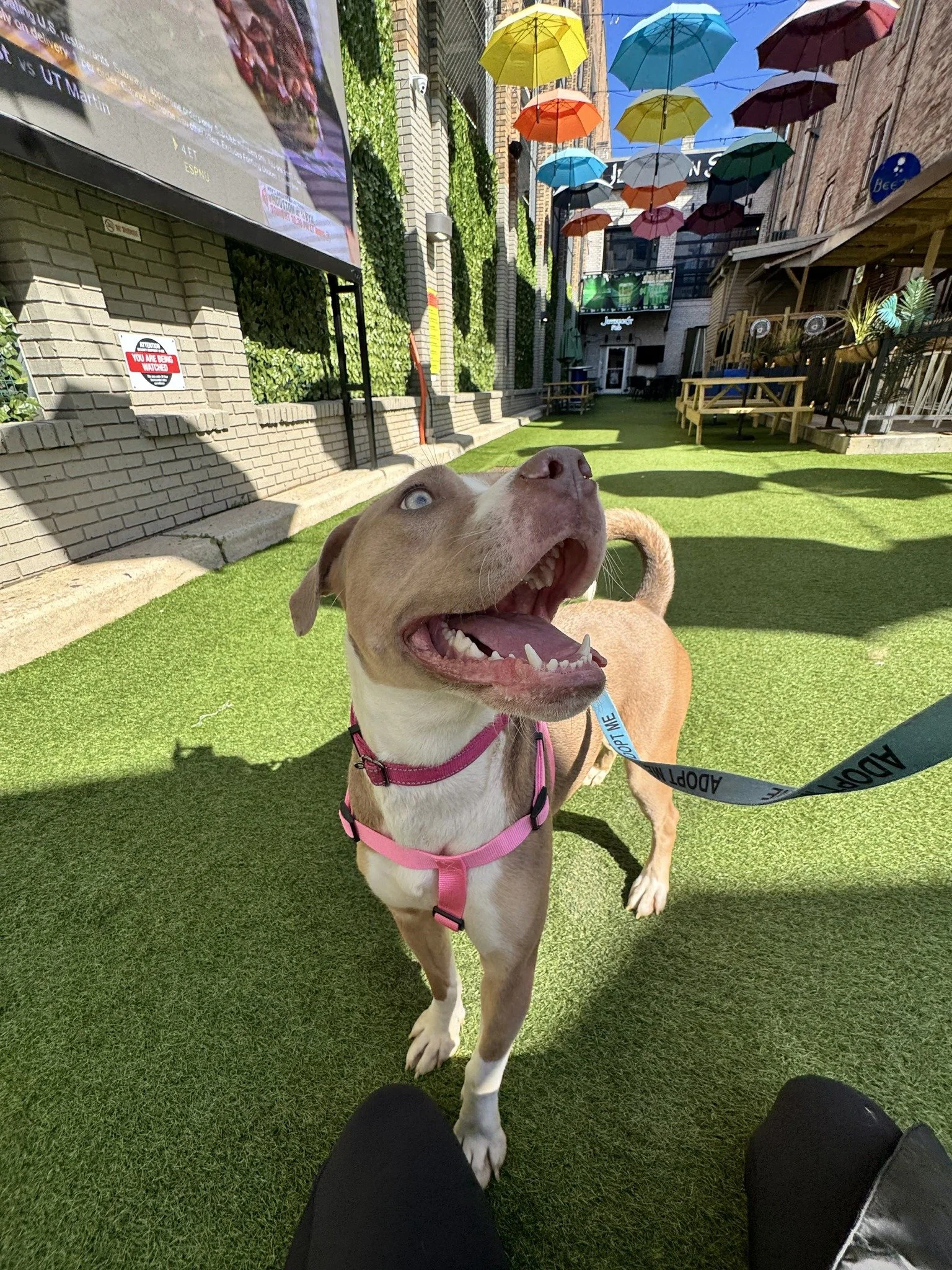 notorious-dog-rescue-azalea-11.jpg