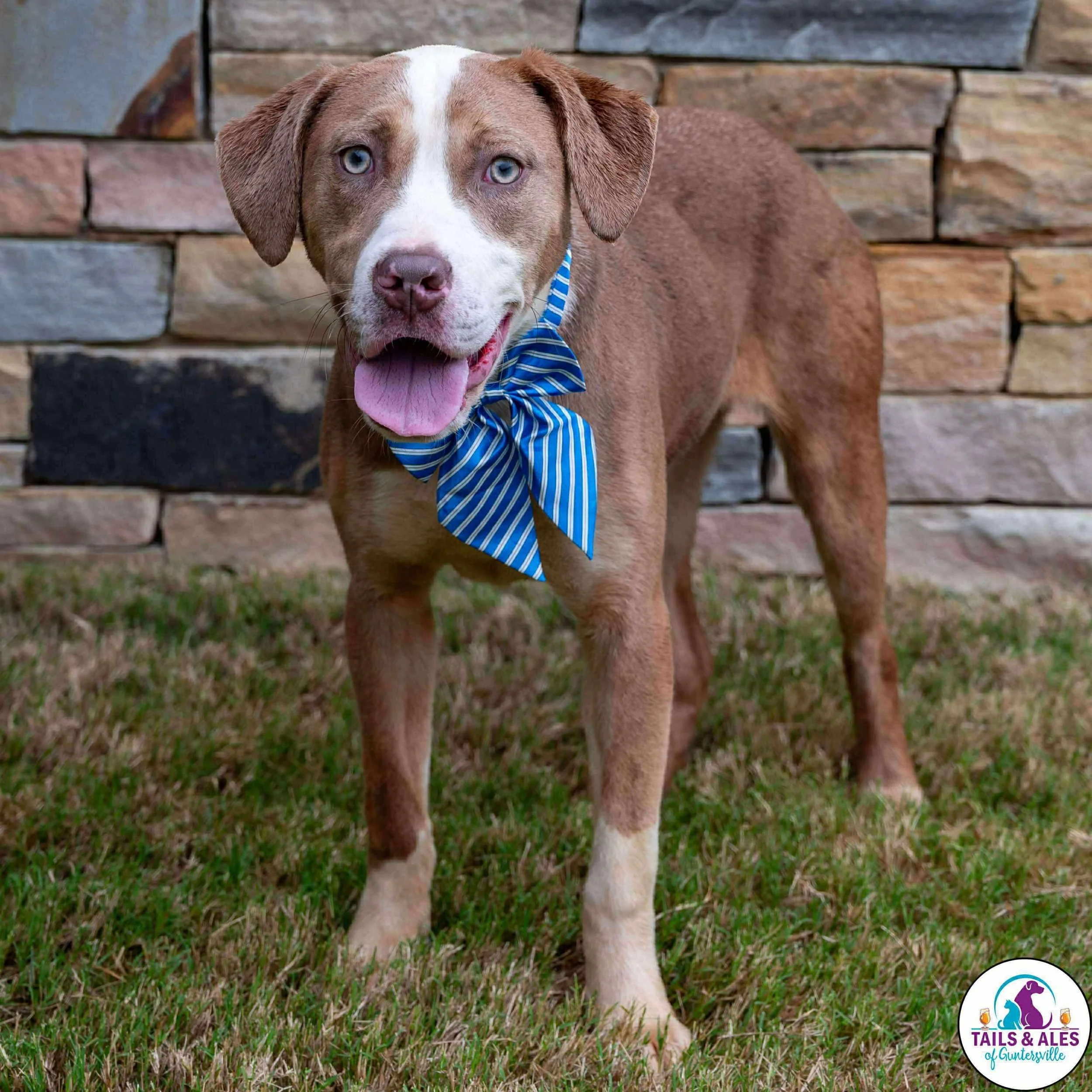 notorious-dog-rescue-azalea-12.jpg