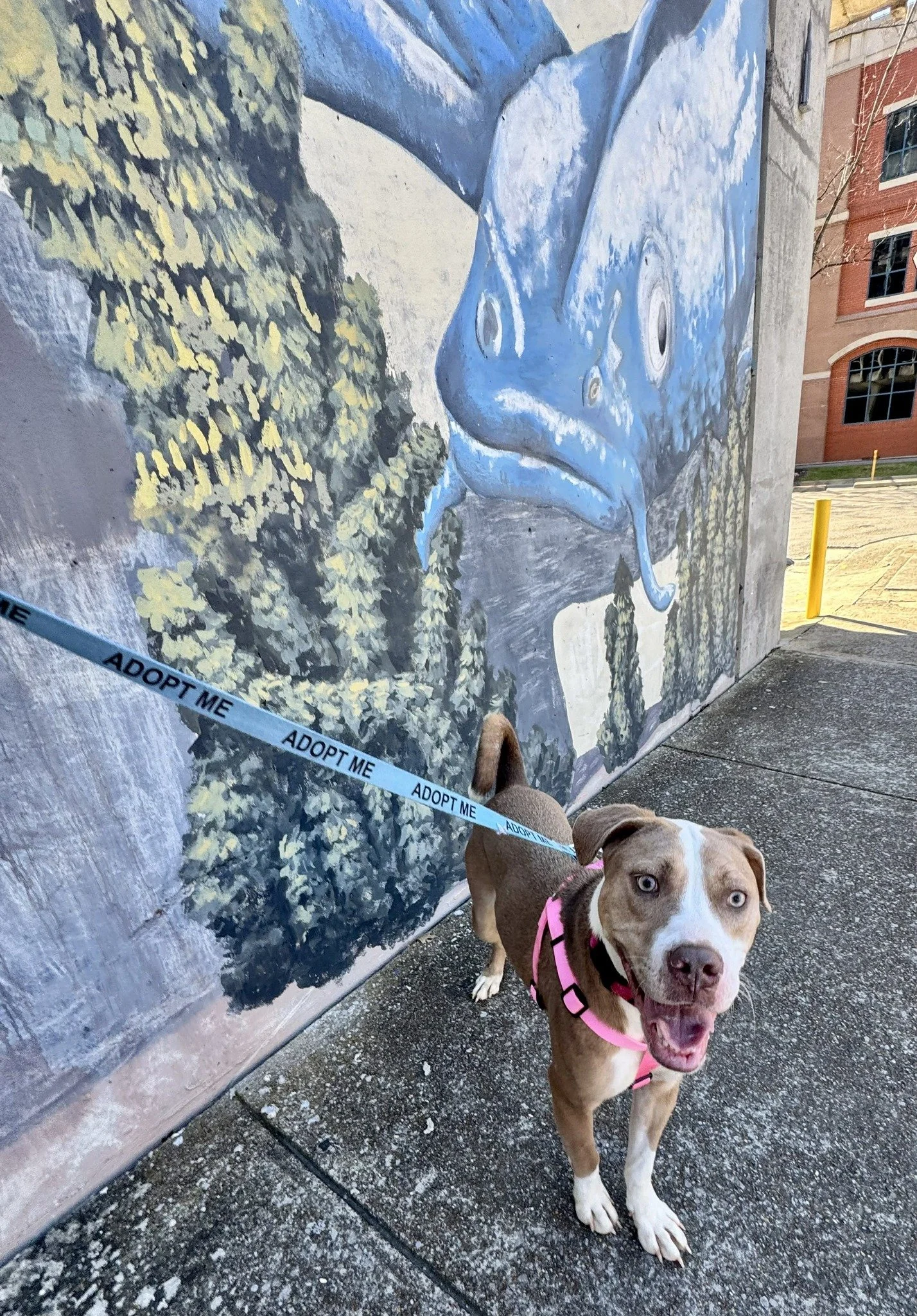 notorious-dog-rescue-azalea-13.jpg