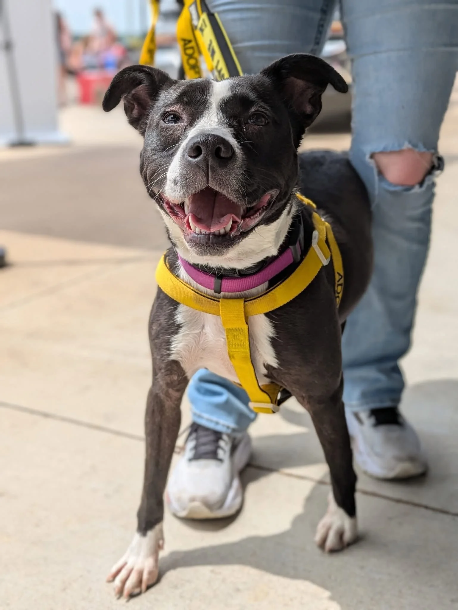 notorious-dog-rescue-sara-04.jpg