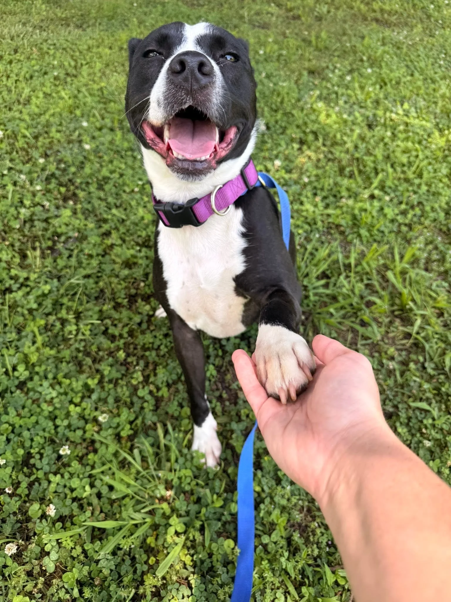 notorious-dog-rescue-sara-05.jpg