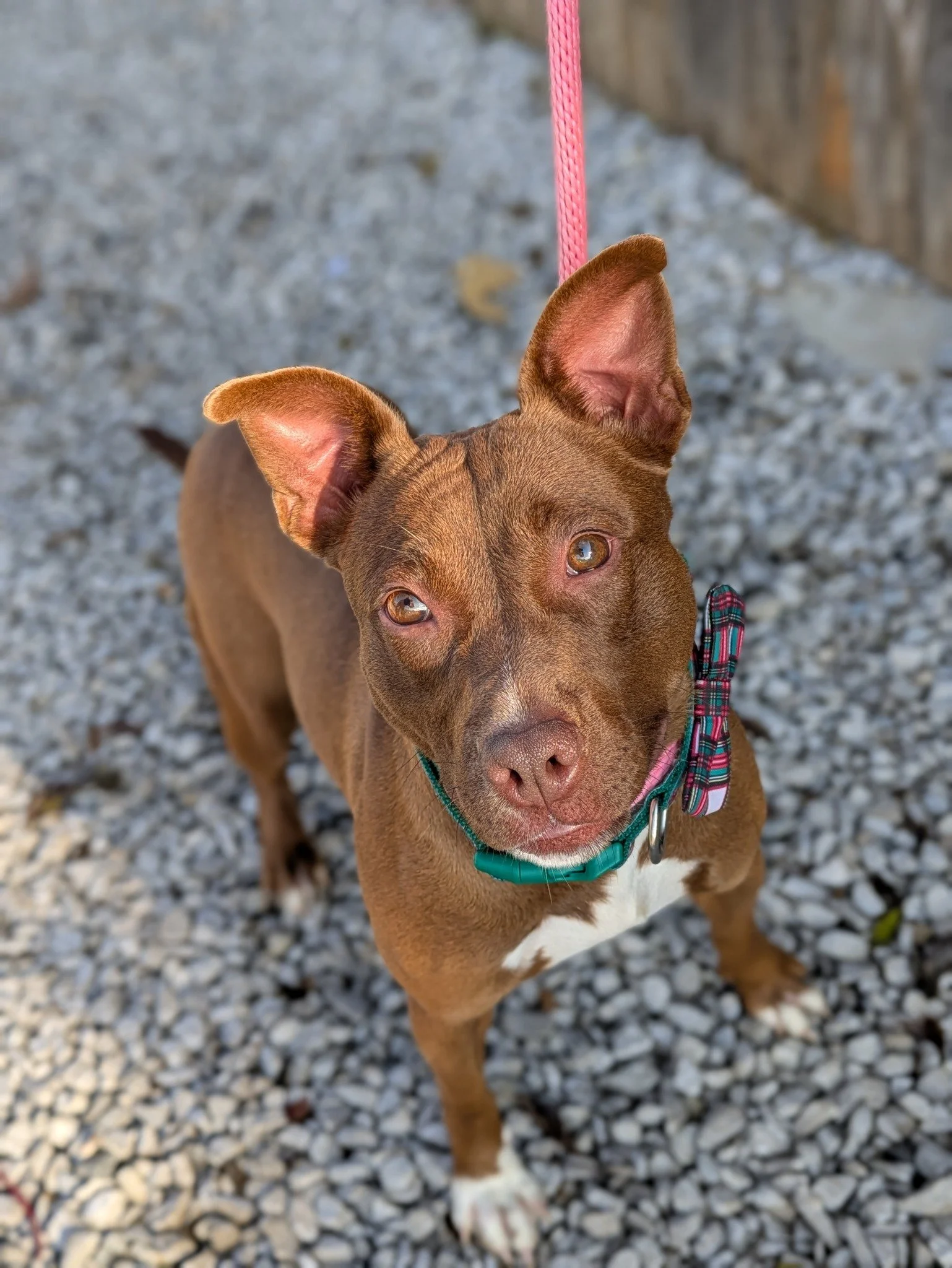 notorious-dog-rescue-velma-01.jpg