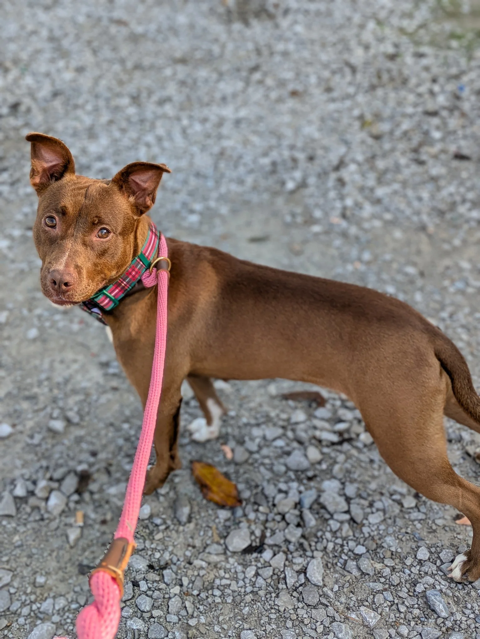 notorious-dog-rescue-velma-02.jpg