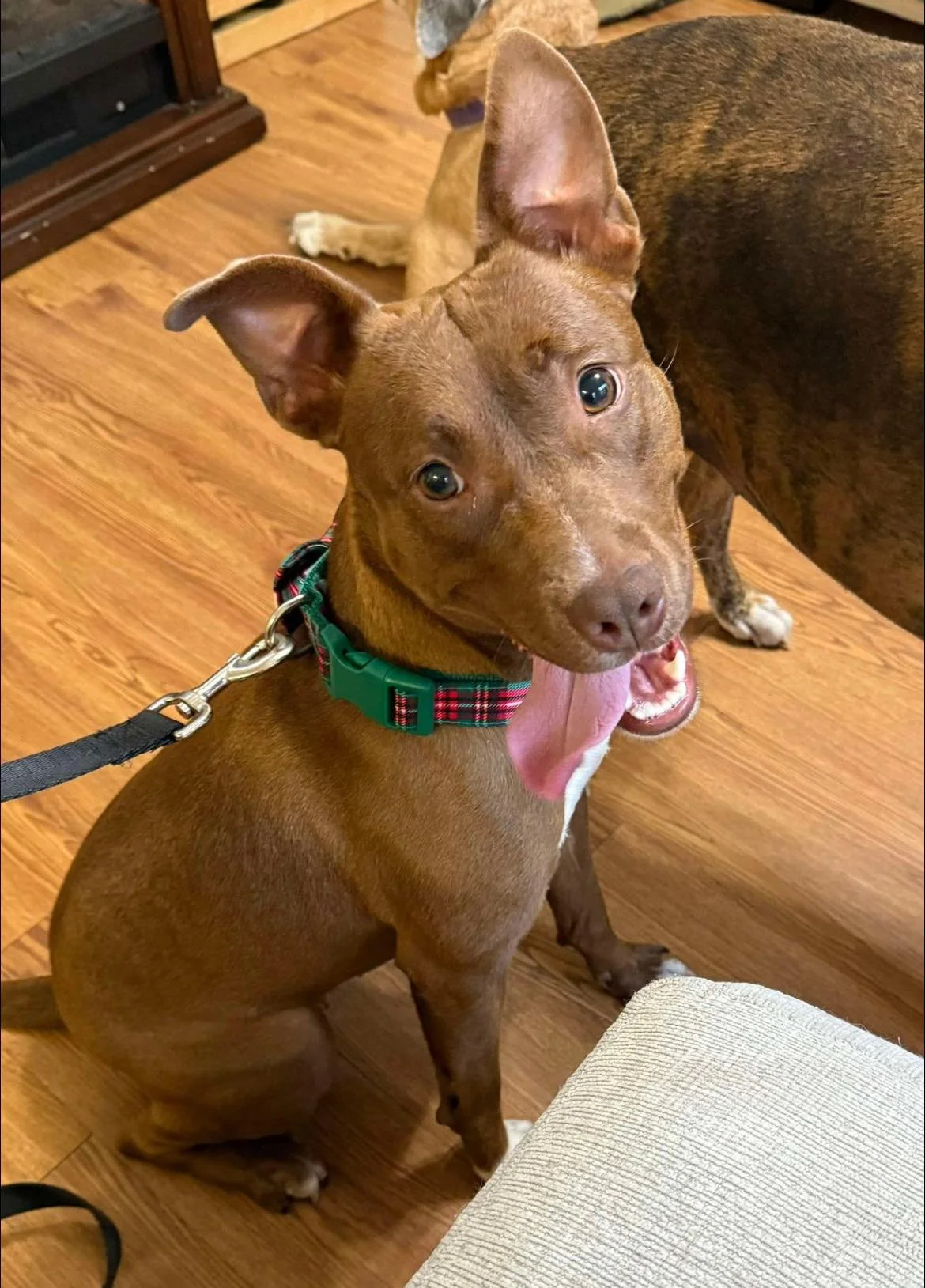 notorious-dog-rescue-velma-03.jpg