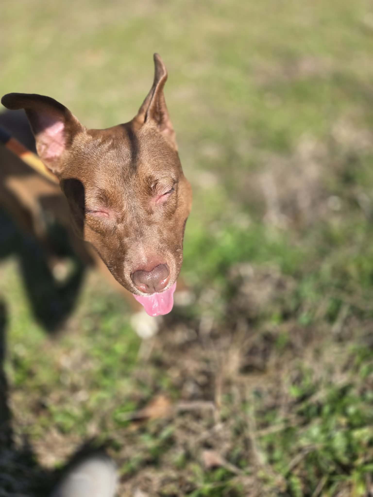 notorious-dog-rescue-velma-04.jpg