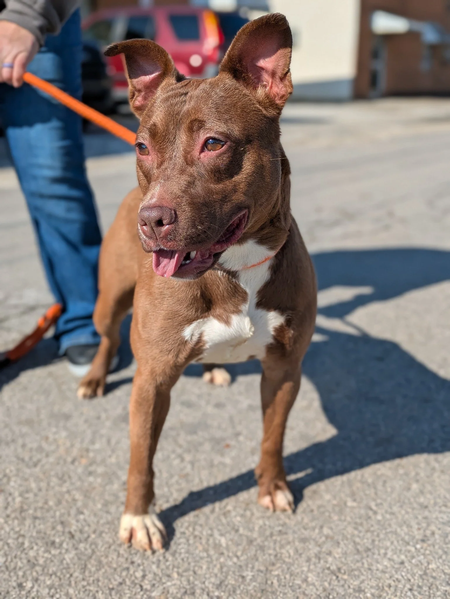 notorious-dog-rescue-velma-05.jpg