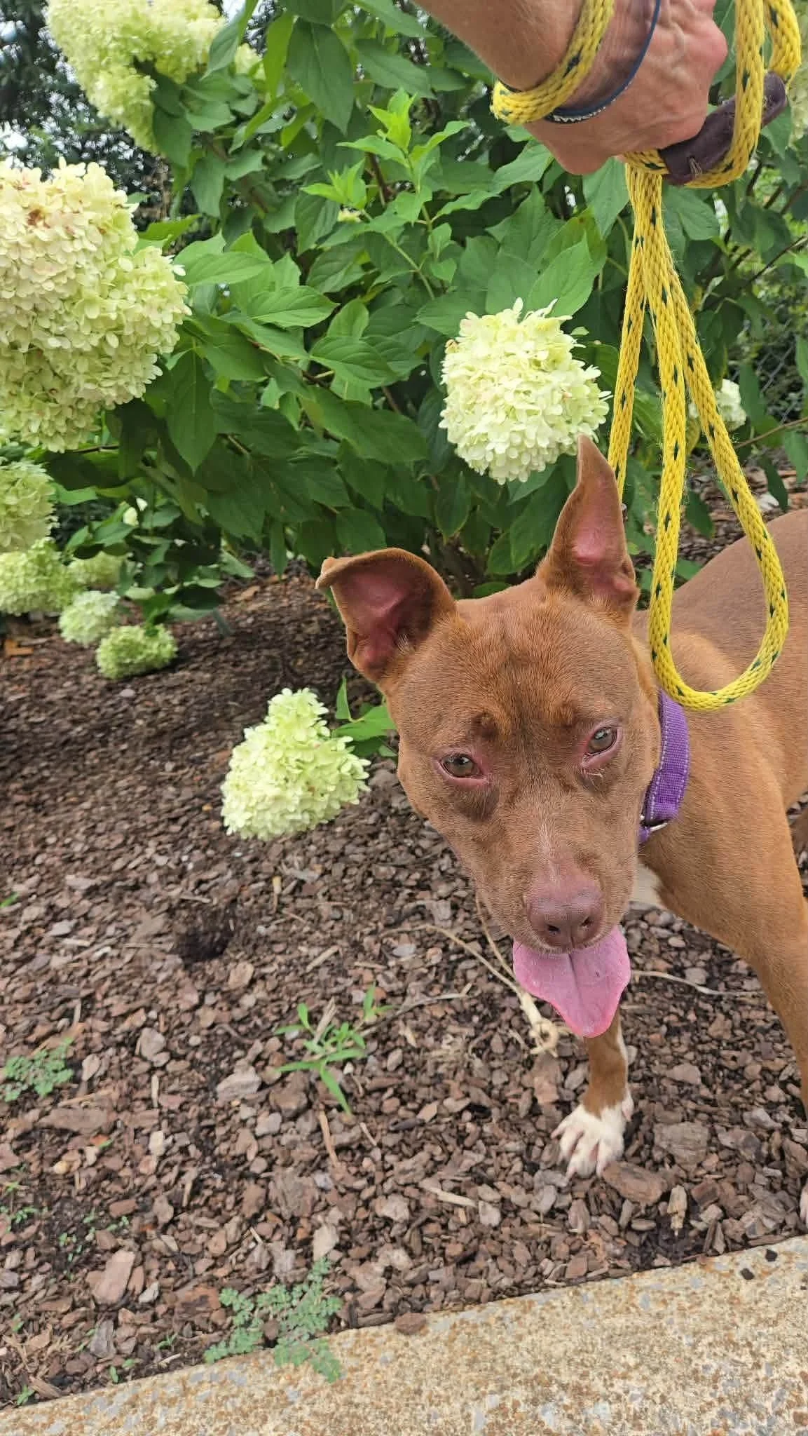 notorious-dog-rescue-velma-06.jpg