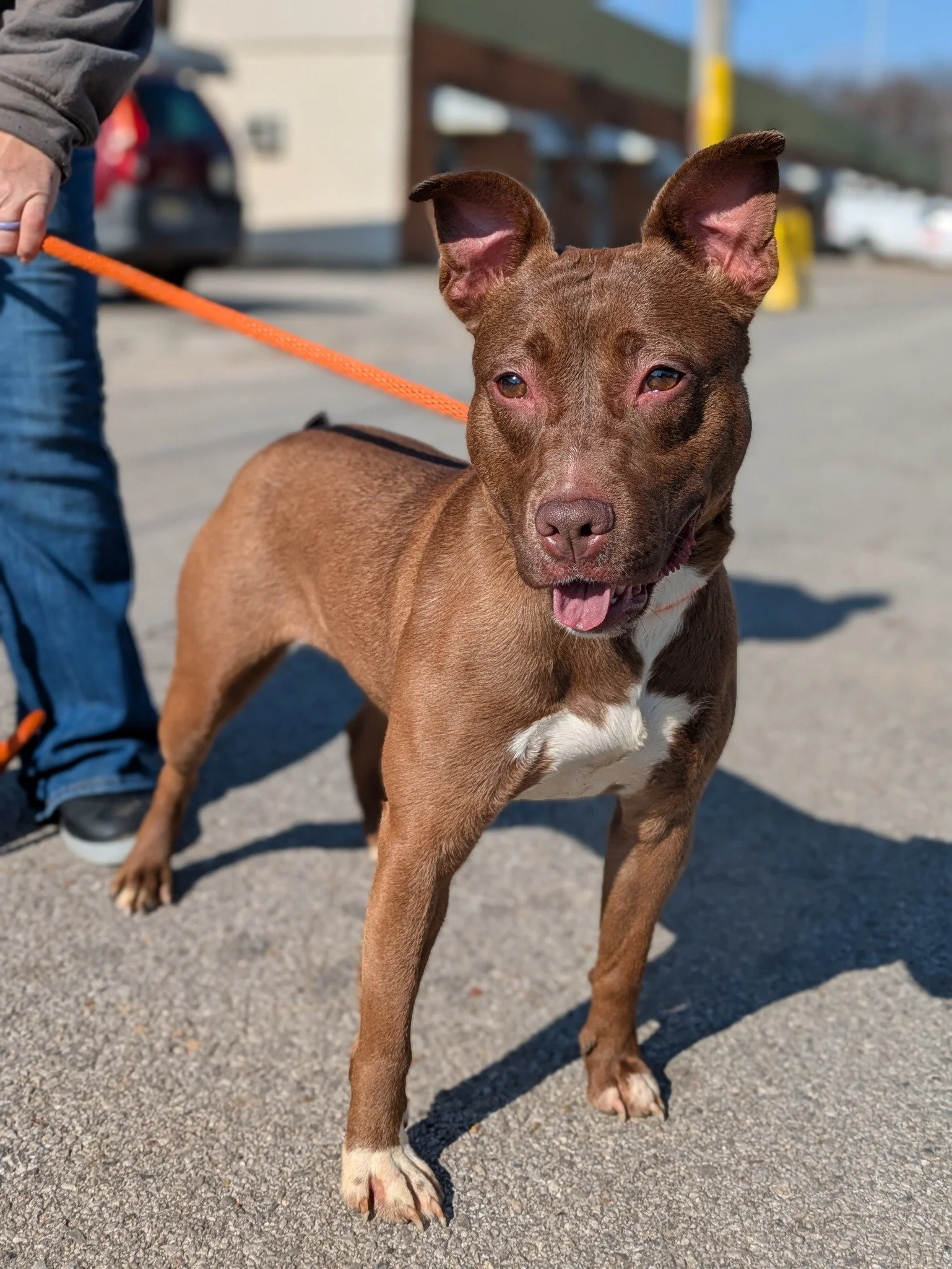 notorious-dog-rescue-velma-07.jpg