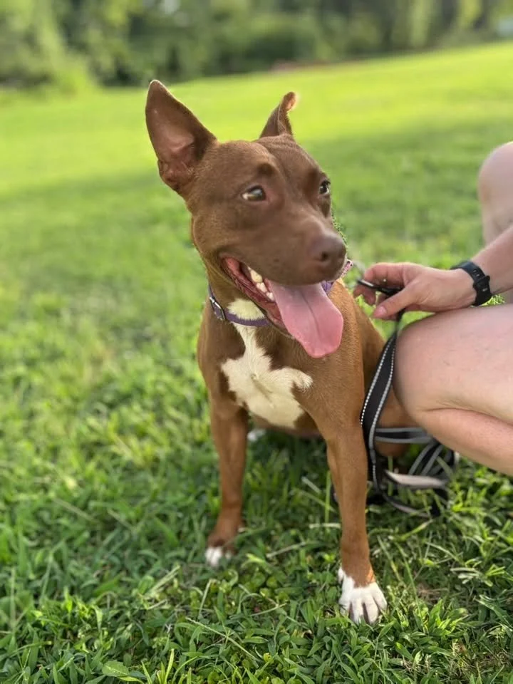 notorious-dog-rescue-velma-09.jpg