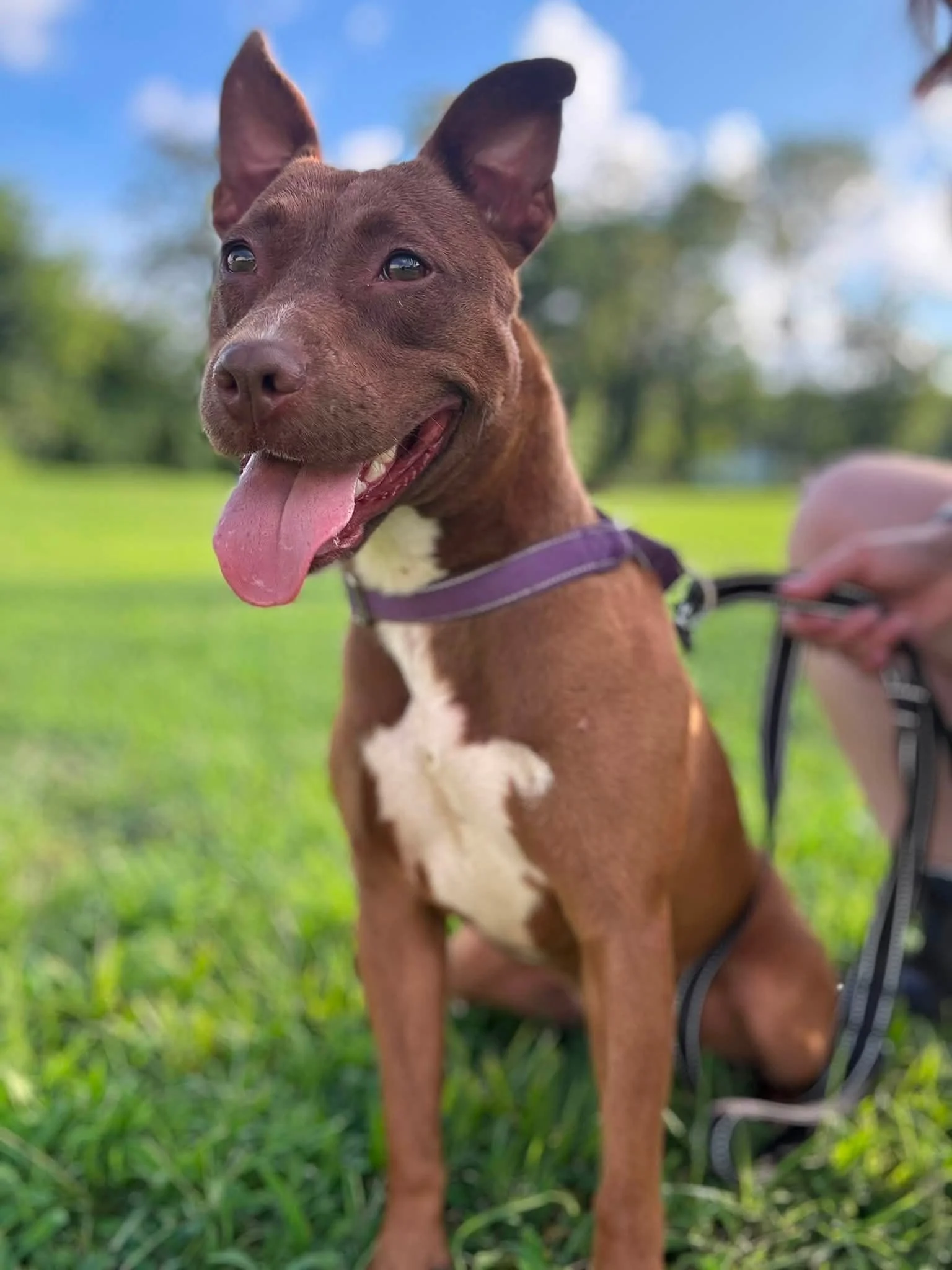 notorious-dog-rescue-velma-10.jpg