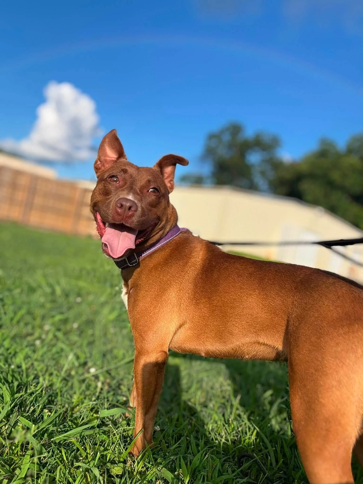 notorious-dog-rescue-velma-11.jpg