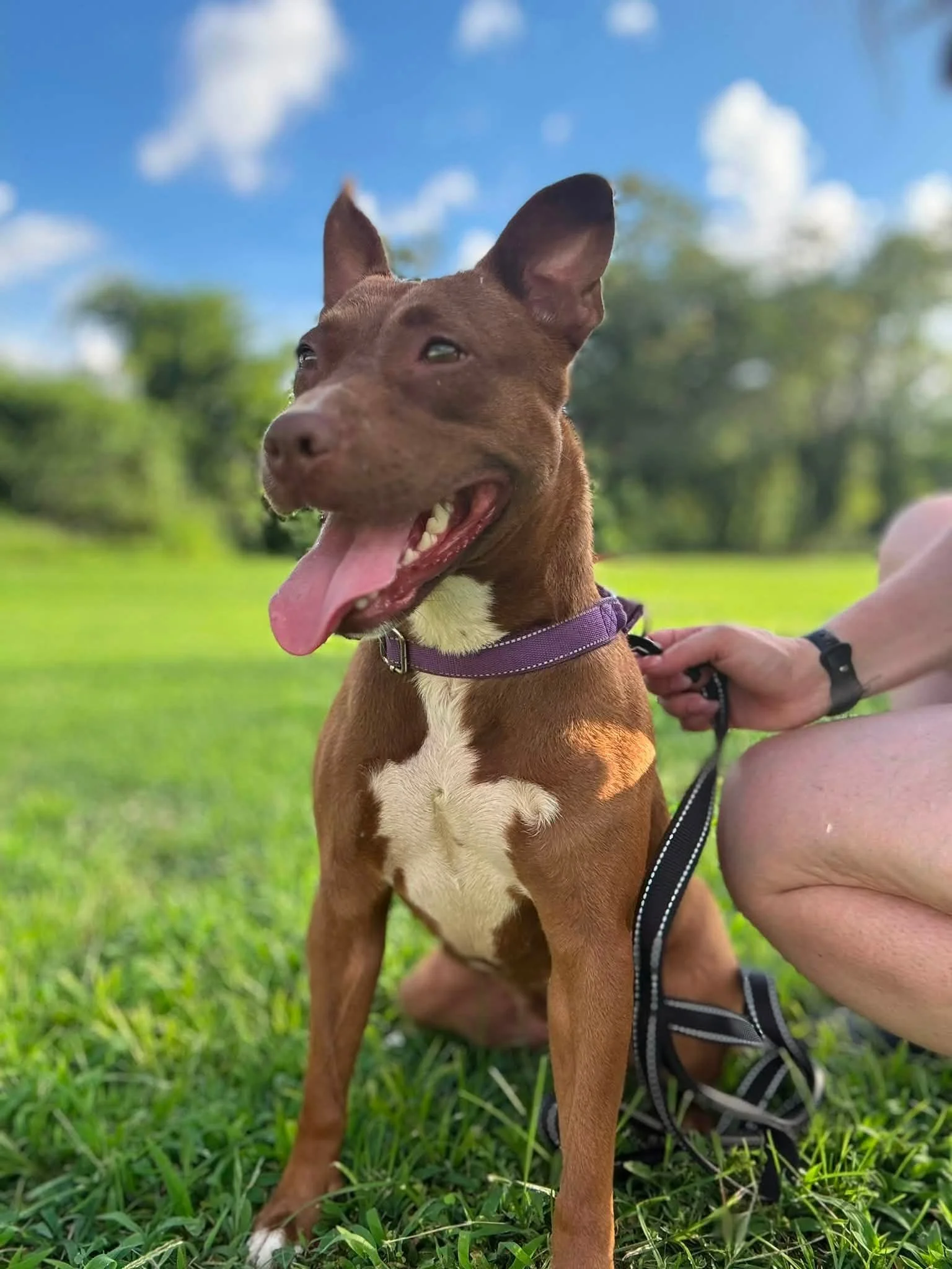 notorious-dog-rescue-velma-13.jpg