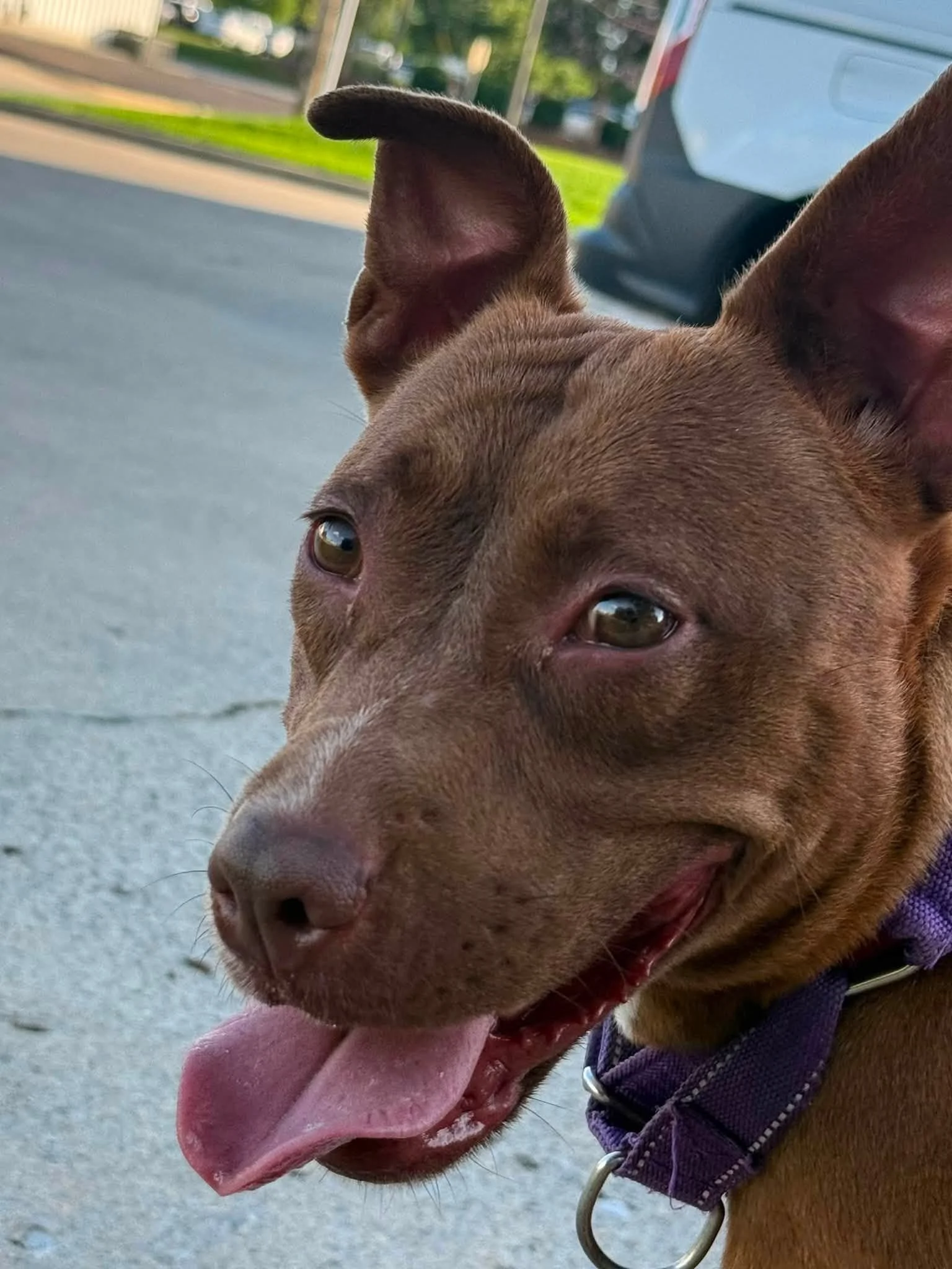 notorious-dog-rescue-velma-14.jpg