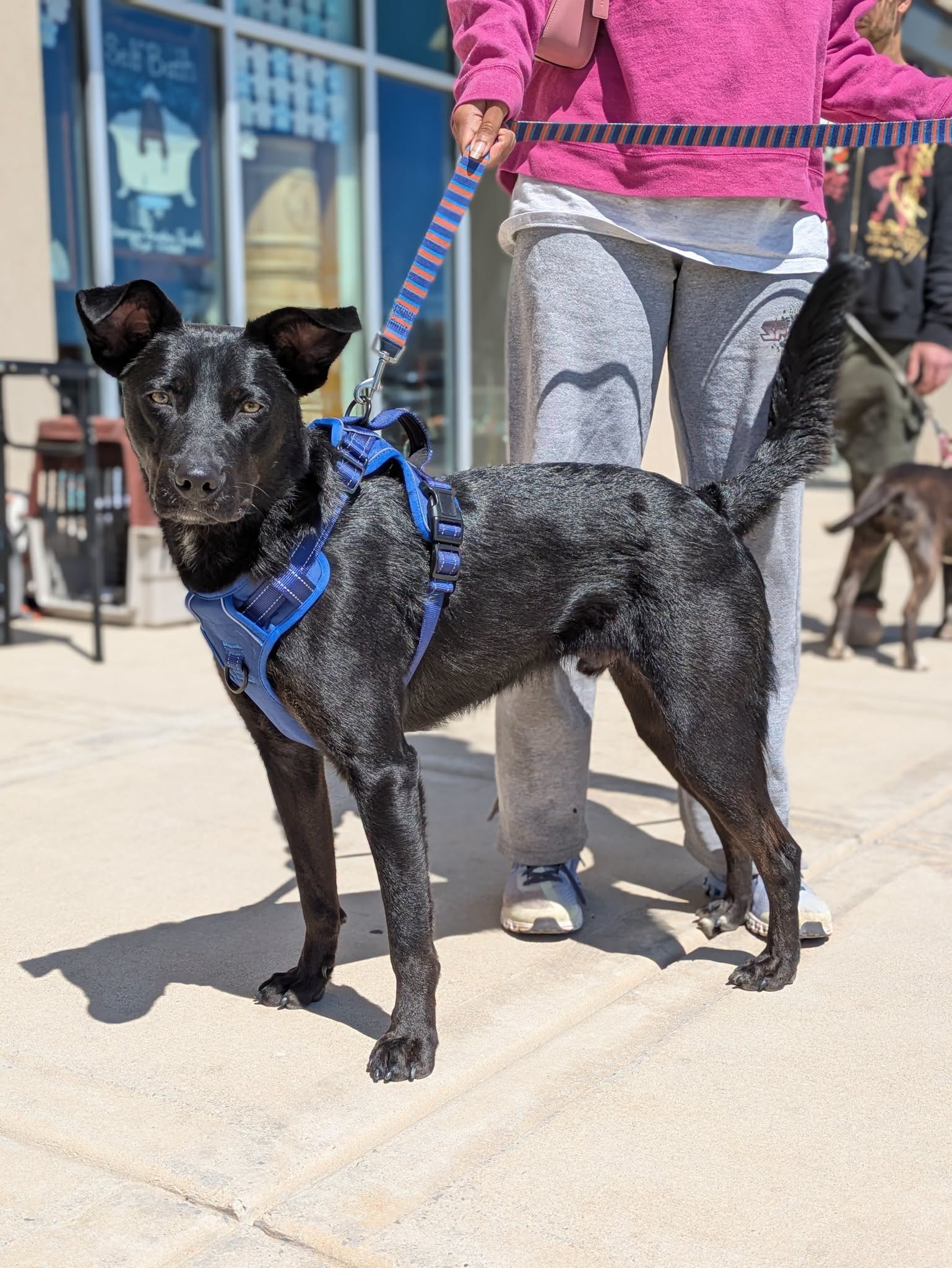notorious-dog-rescue-lilo-03.jpeg