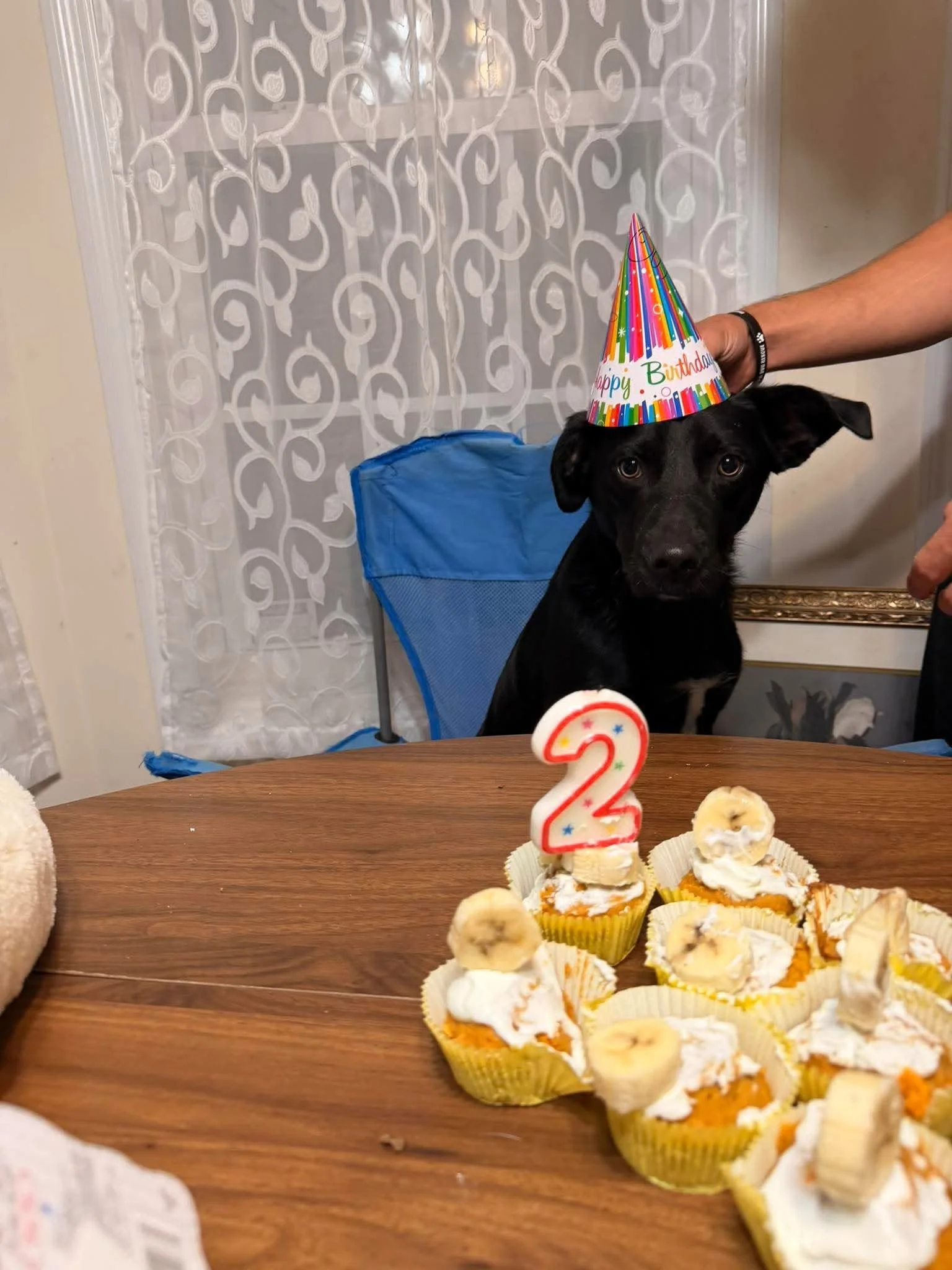 notorious-dog-rescue-lilo-11.jpg