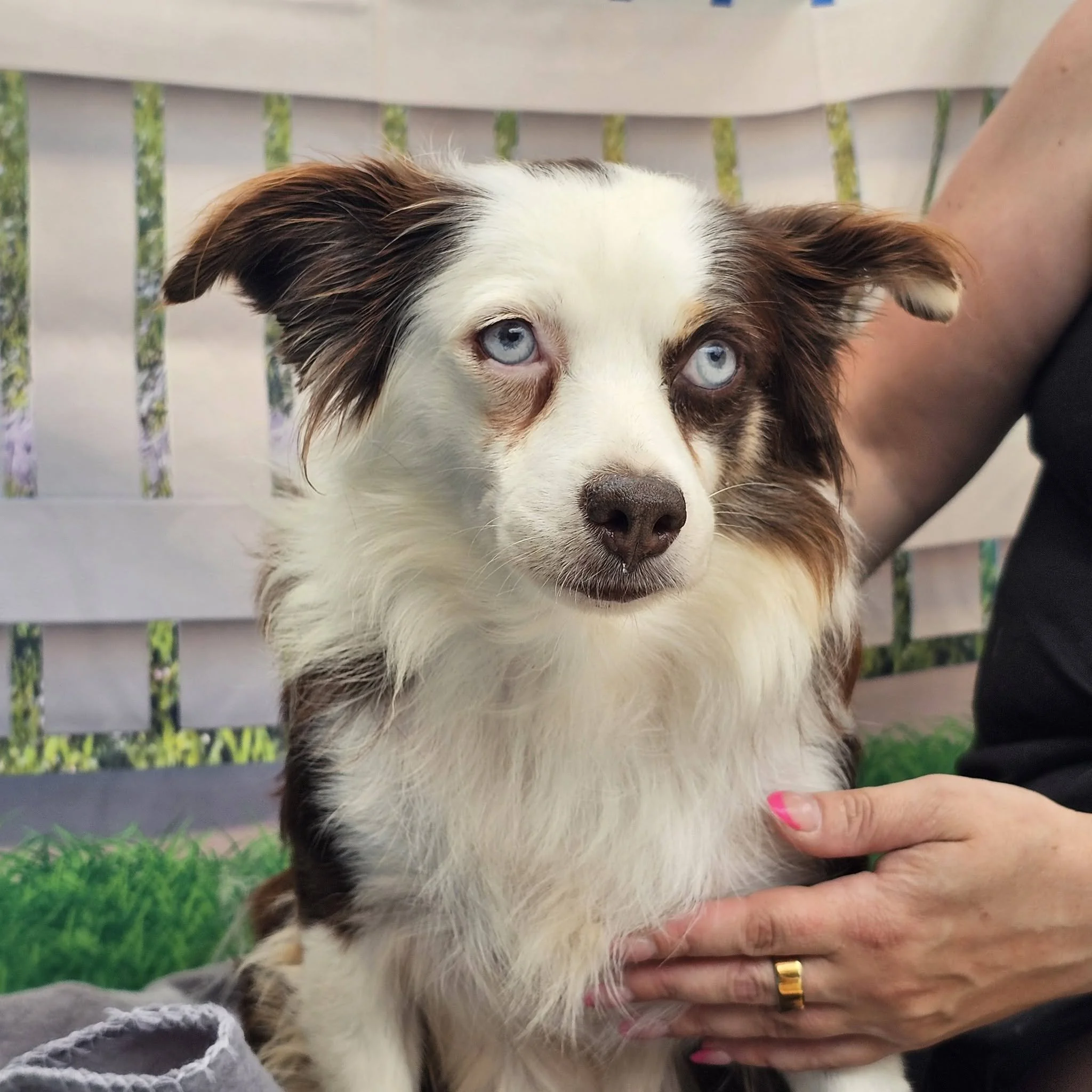 notorious-dog-rescue-tippy-01.jpg