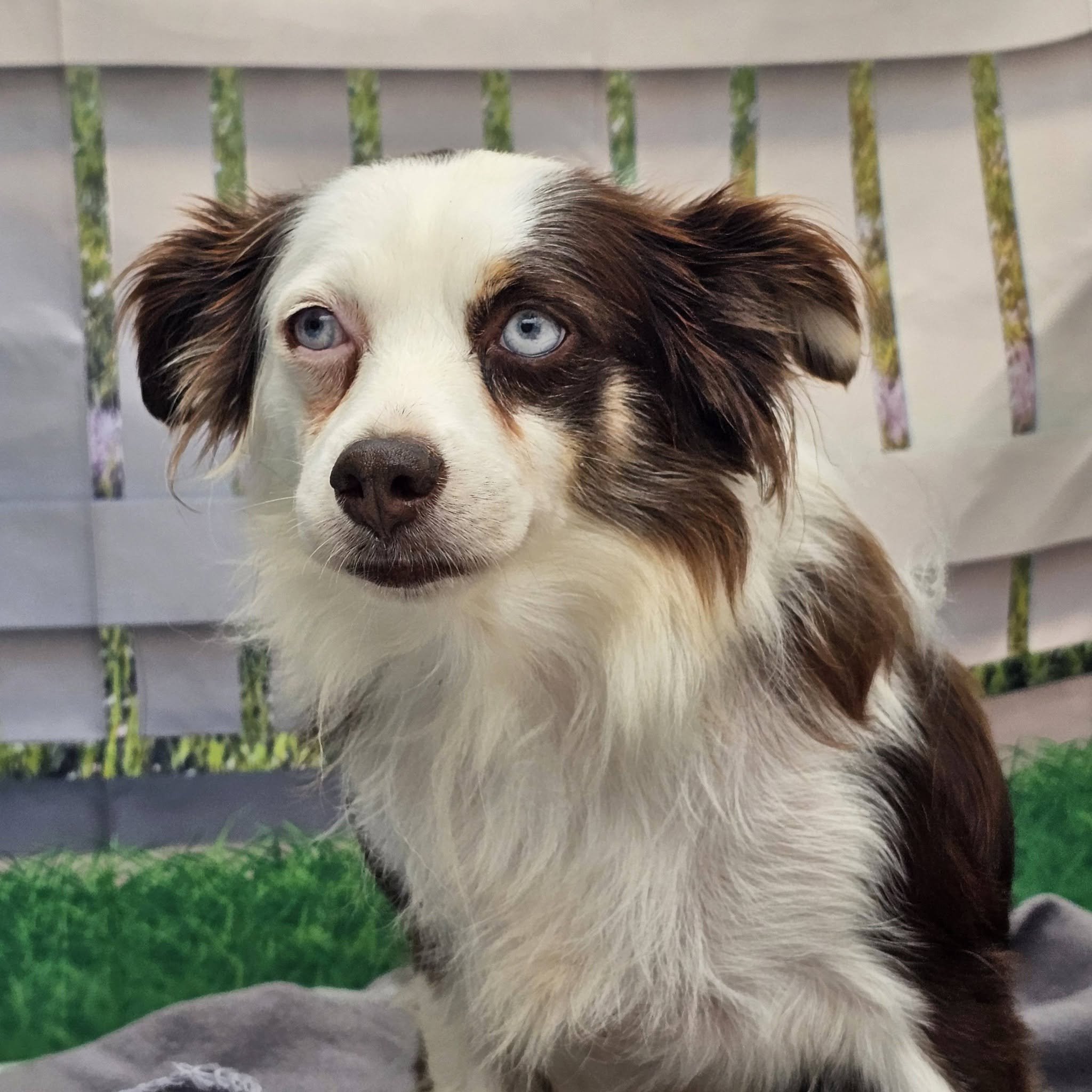 notorious-dog-rescue-tippy-02.jpg
