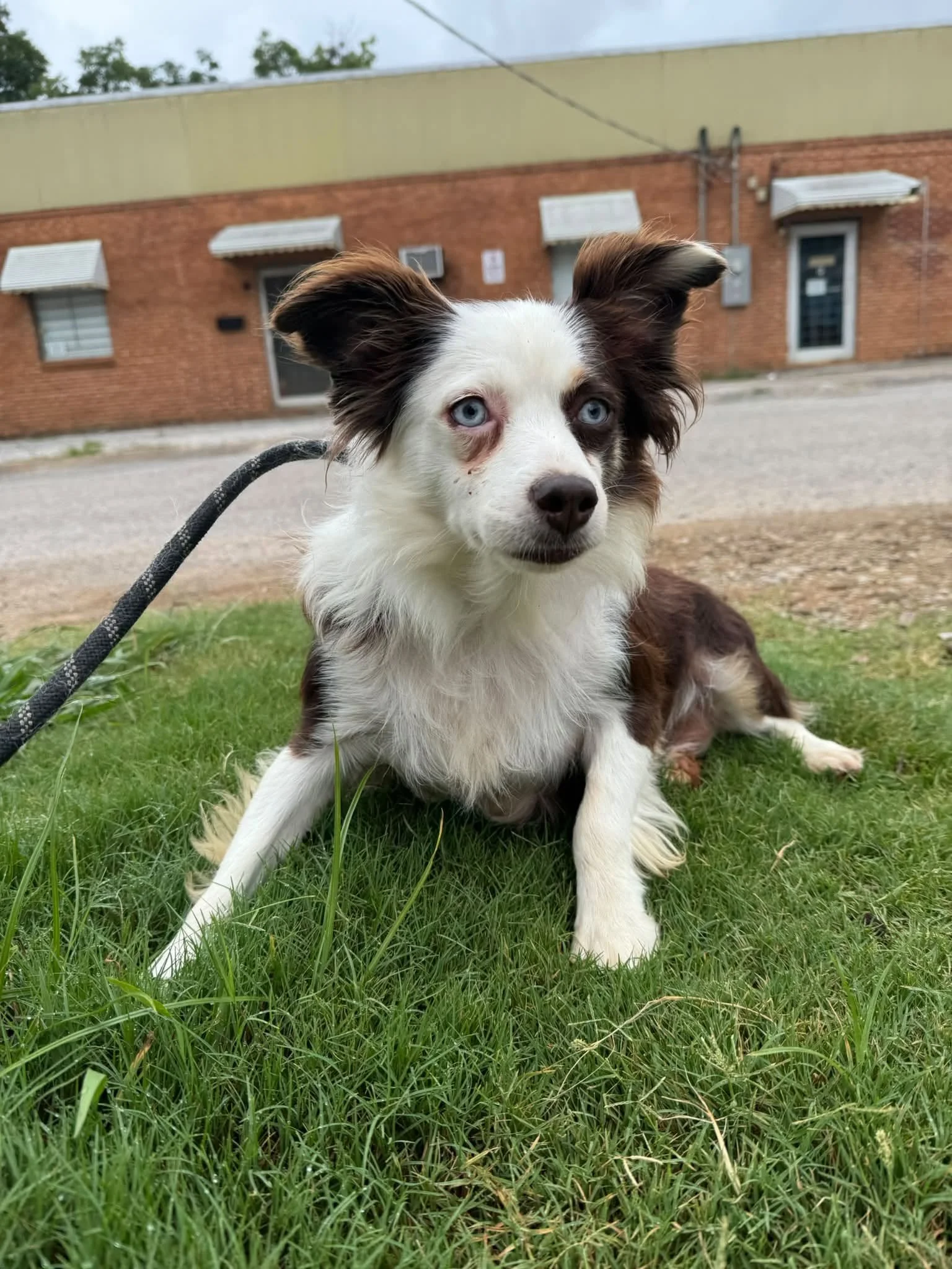 notorious-dog-rescue-tippy-03.jpg