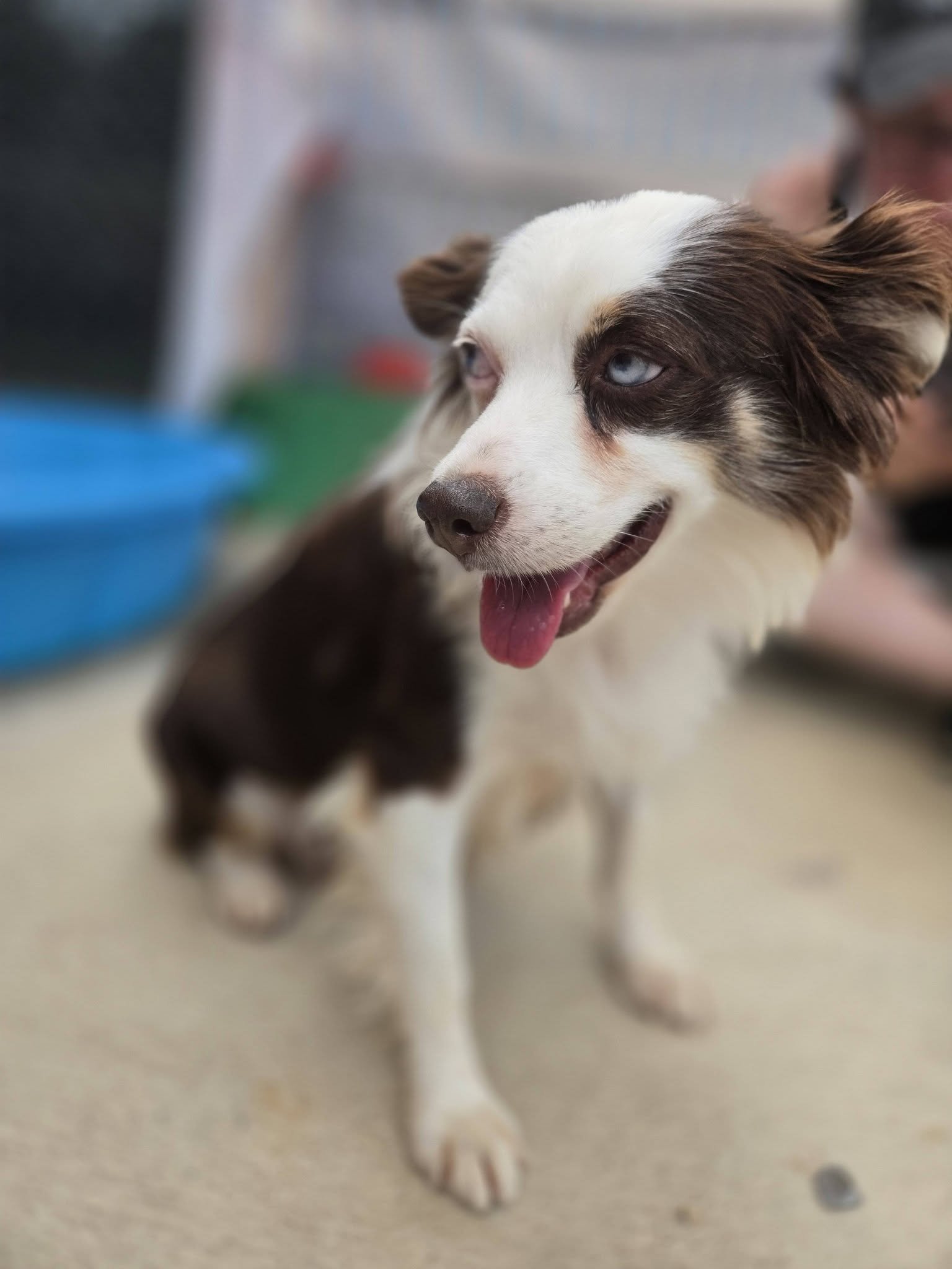 notorious-dog-rescue-tippy-04.jpg