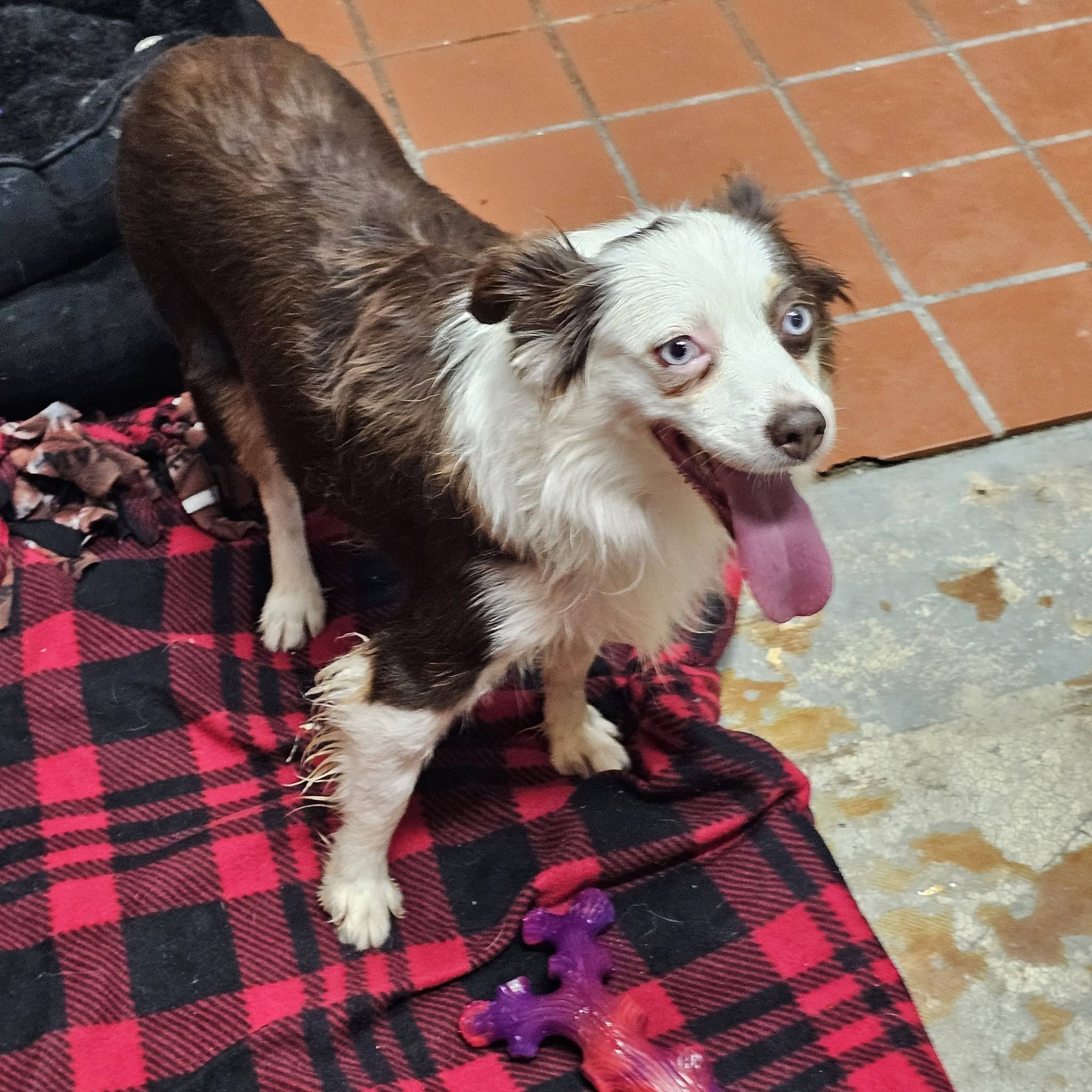 notorious-dog-rescue-tippy-06.jpg