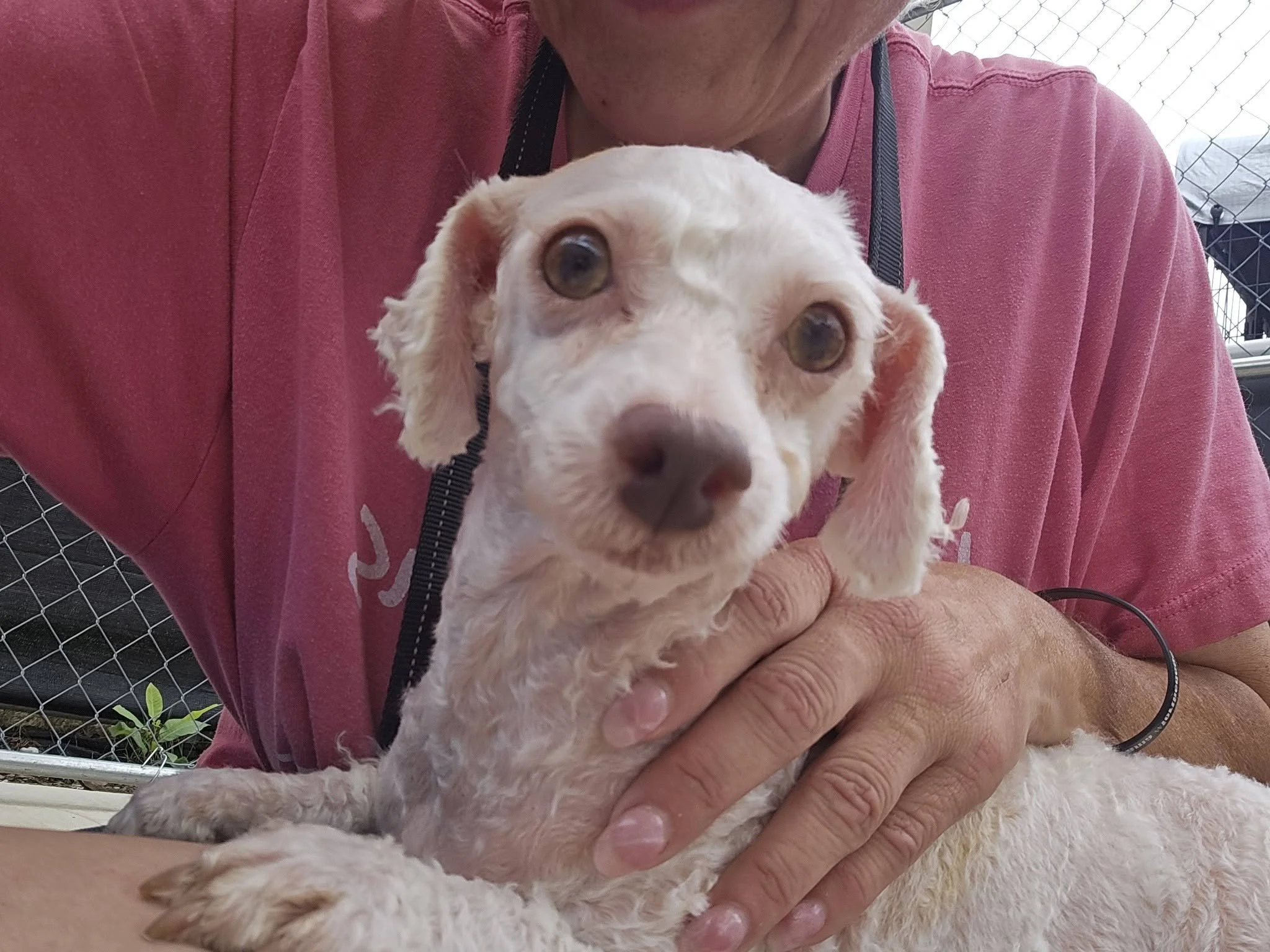 notorious-dog-rescue-edie-01.jpg