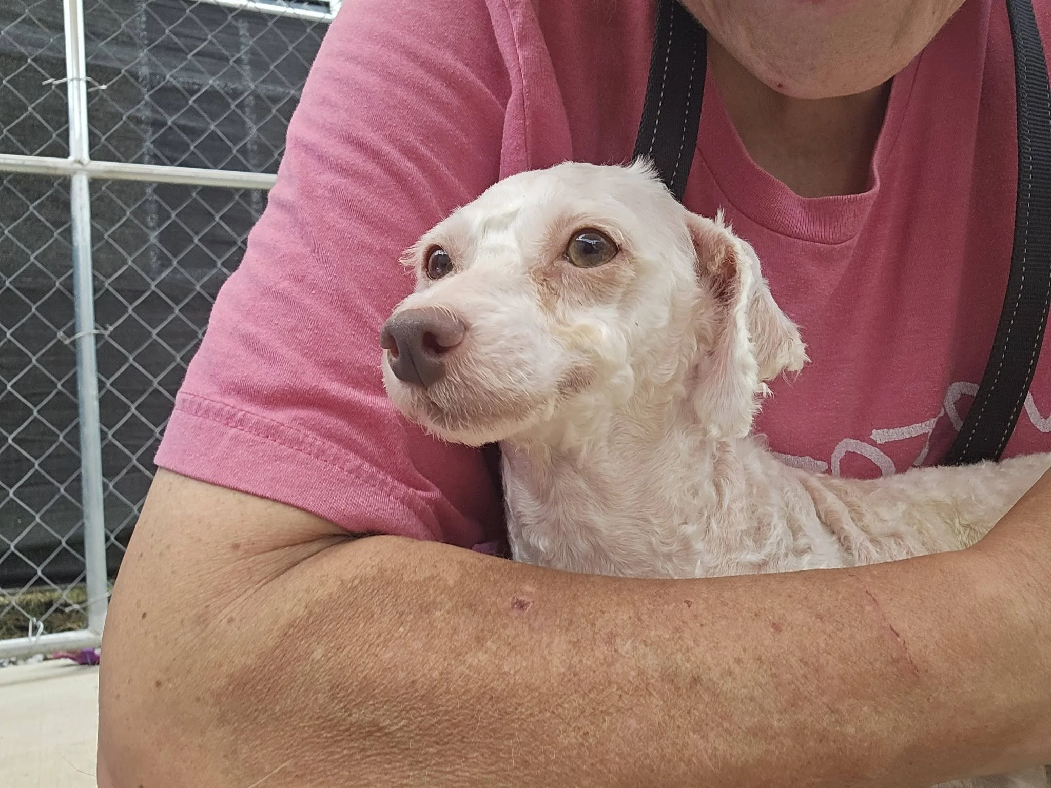 notorious-dog-rescue-edie-02.jpg
