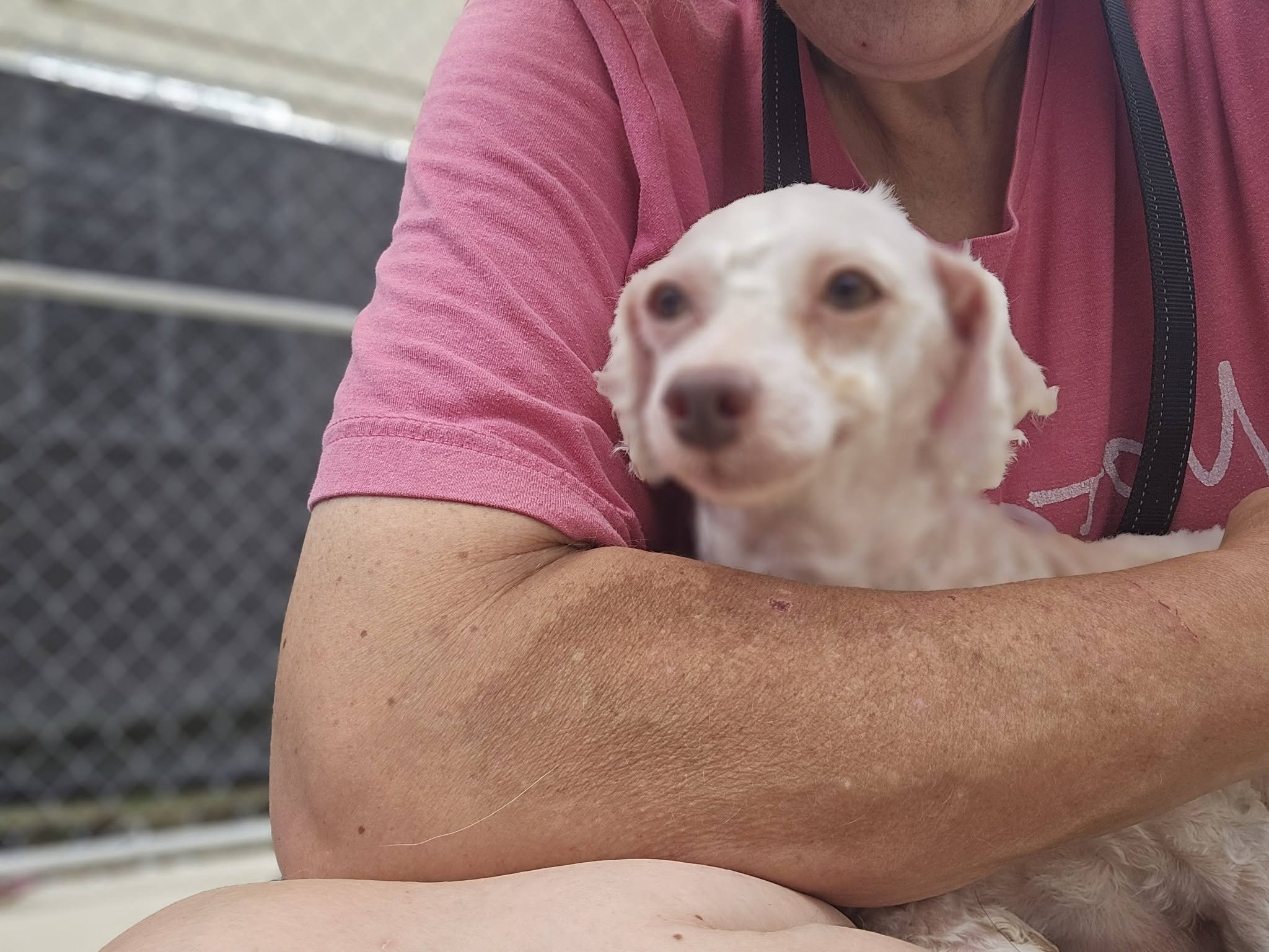 notorious-dog-rescue-edie-03.jpg