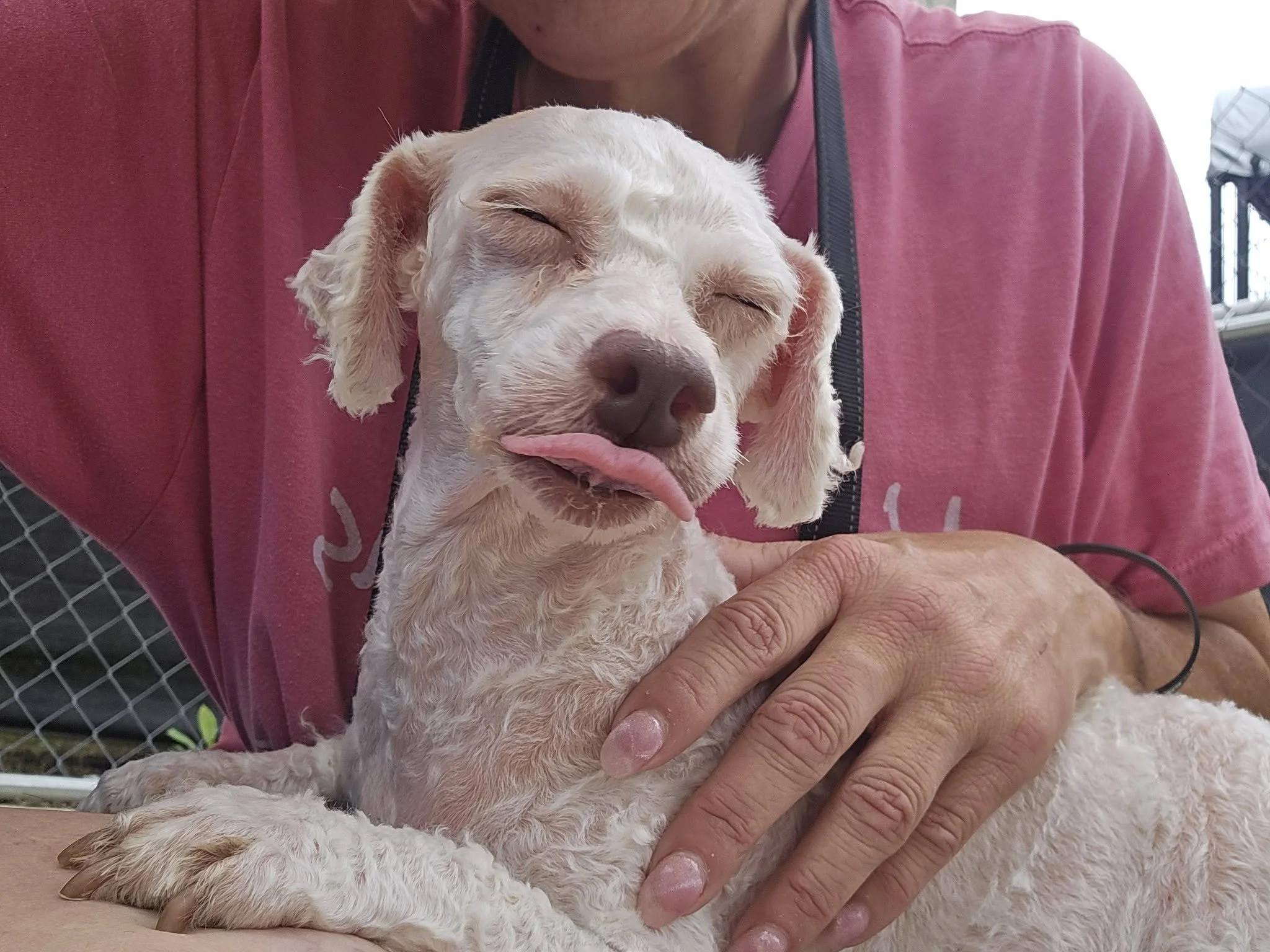 notorious-dog-rescue-edie-04.jpg