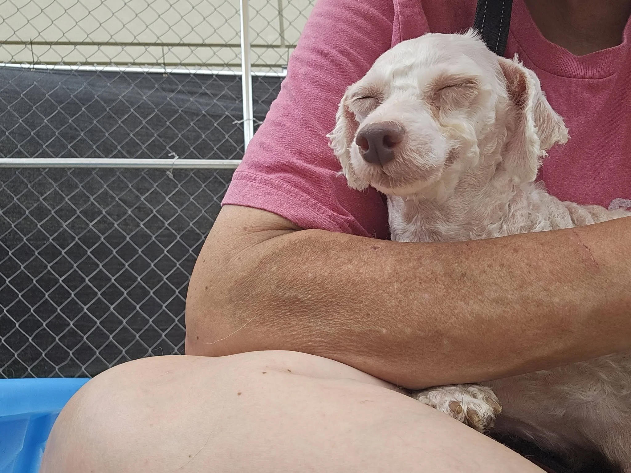 notorious-dog-rescue-edie-05.jpg
