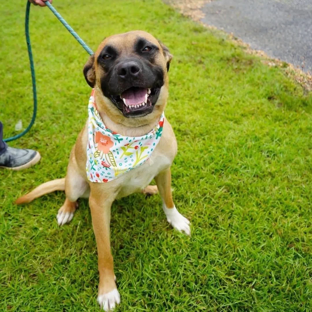 notorious-dog-rescue-kenya-01.png.jpeg