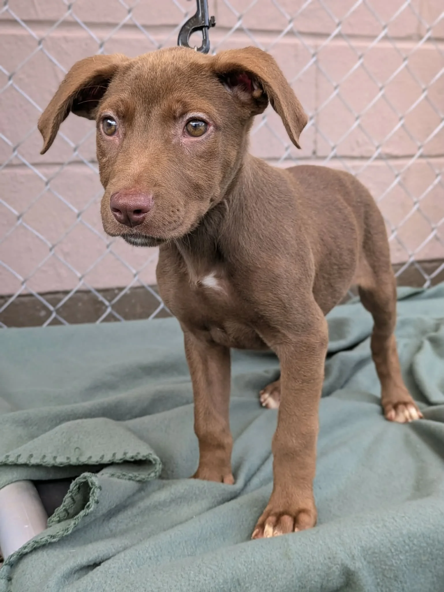 notorious-dog-rescue-tammyjo-02.jpg