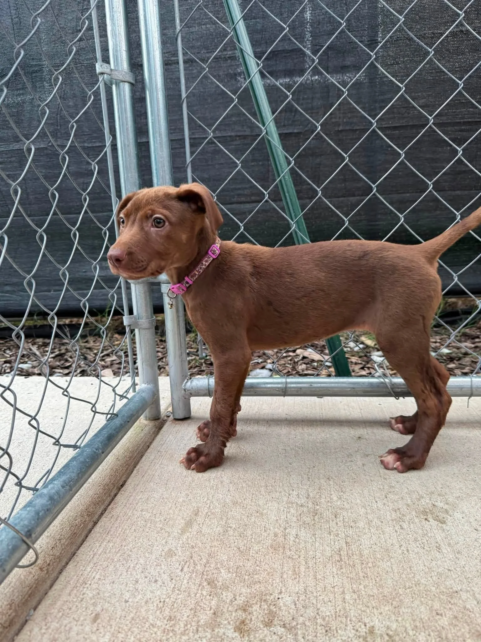 notorious-dog-rescue-tammyjo-03.jpg