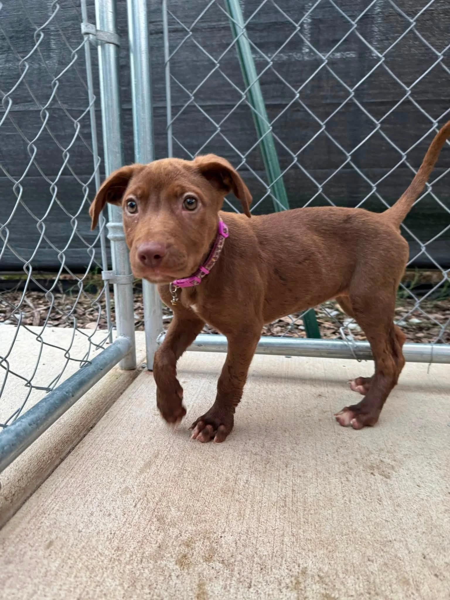 notorious-dog-rescue-tammyjo-04.jpg