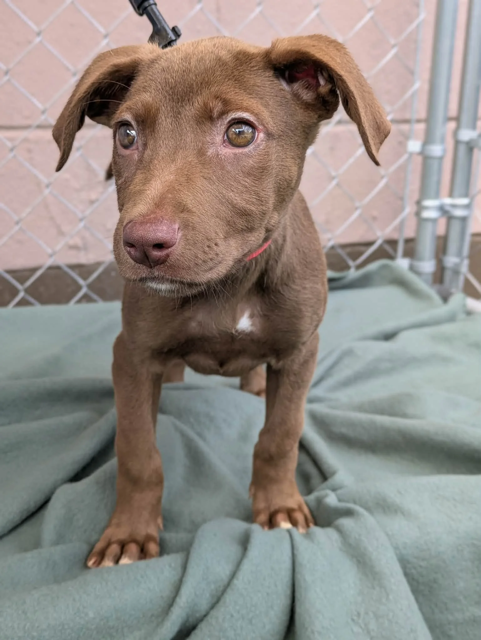 notorious-dog-rescue-tammyjo-05.jpg