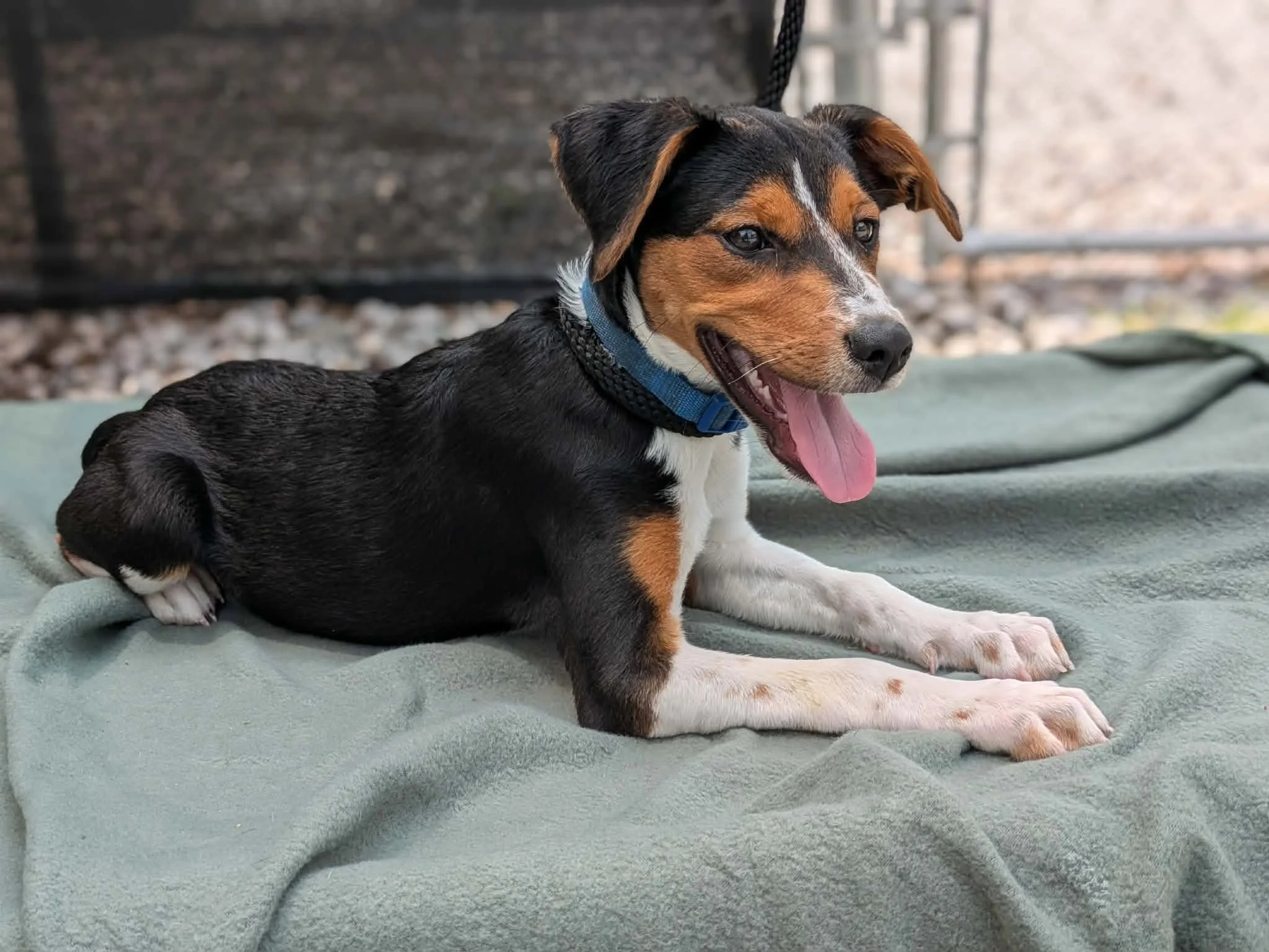 notorious-dog-rescue-poppy-02.jpg