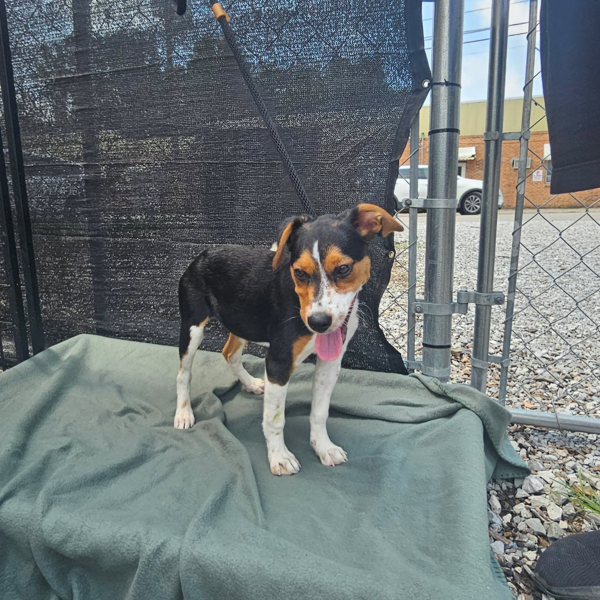 notorious-dog-rescue-poppy-03.jpg